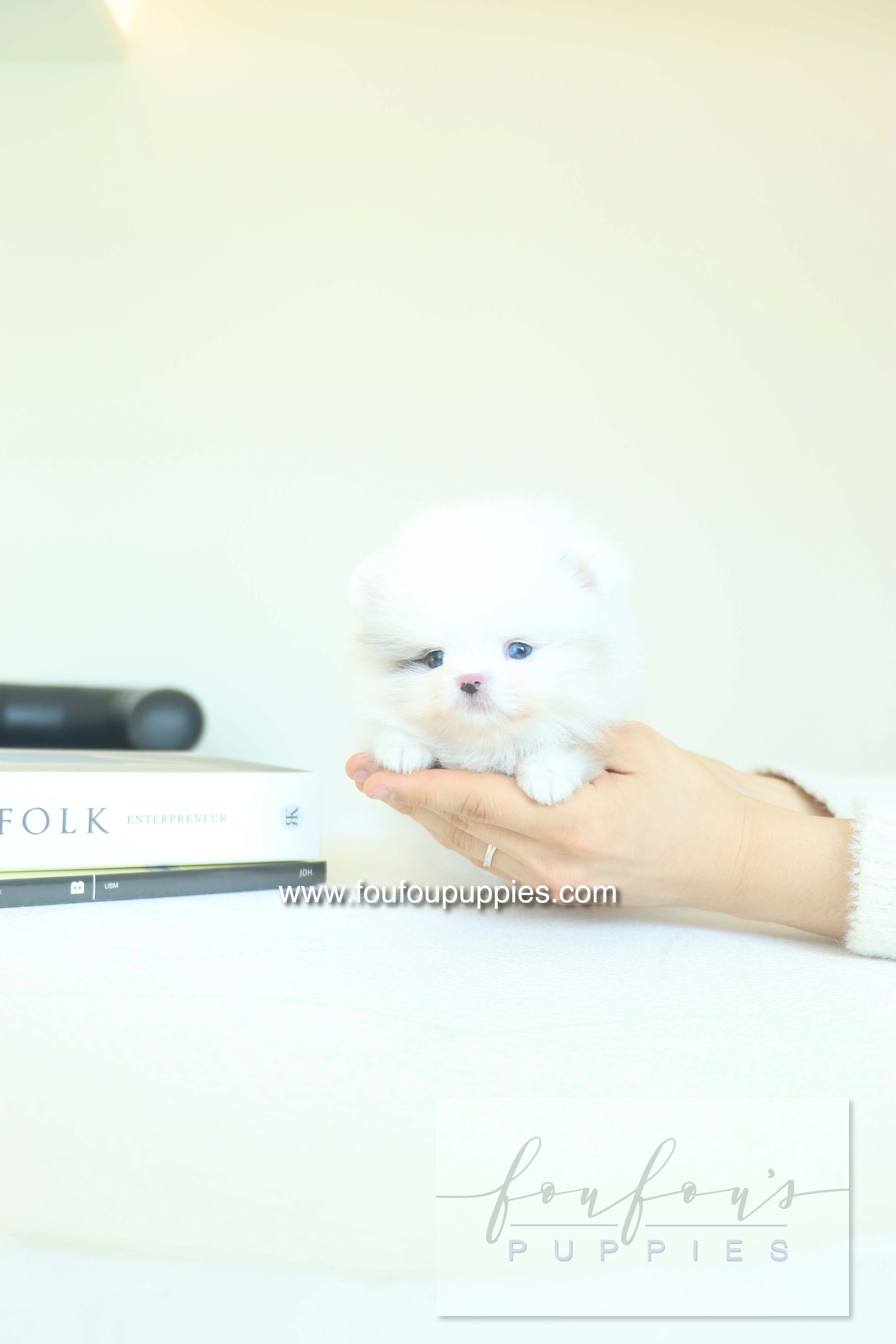 Caviar - Pomeranian M.