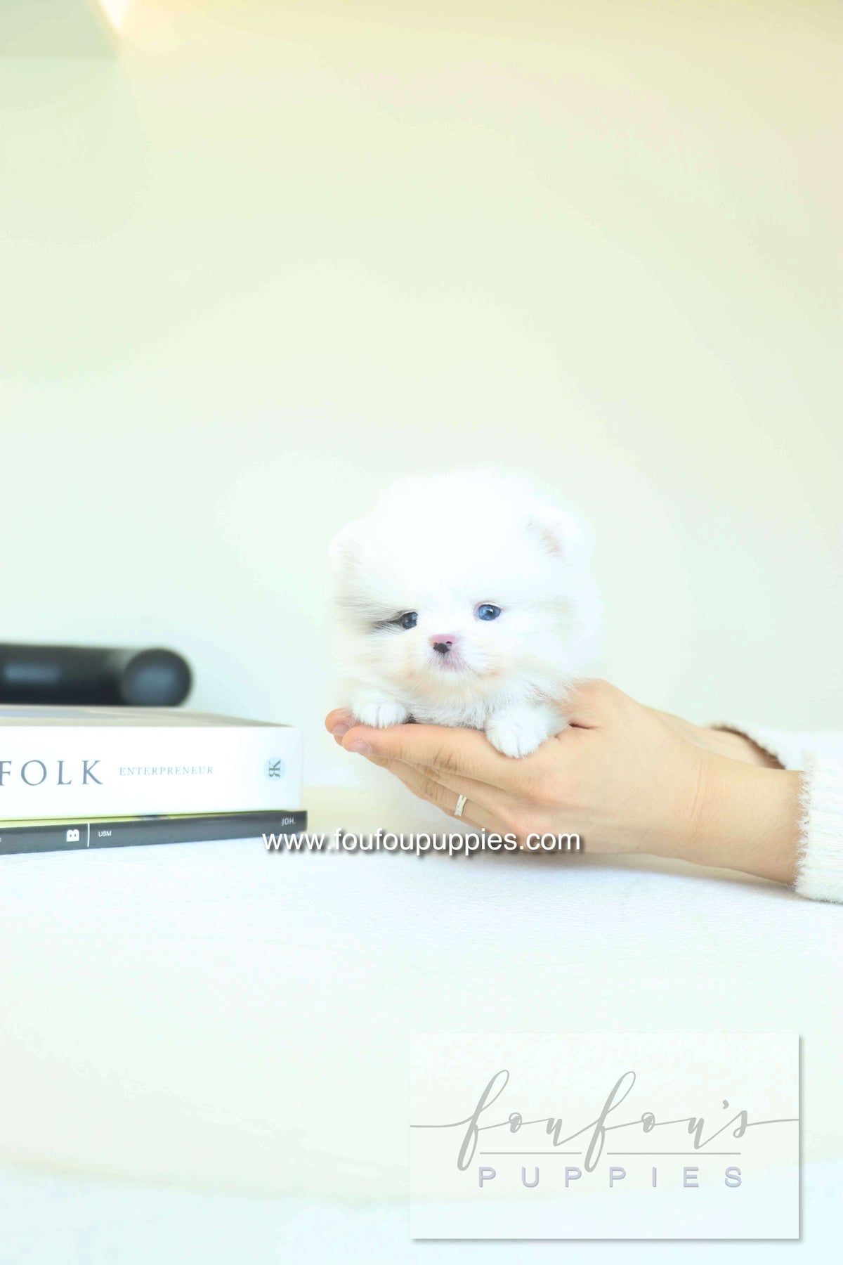 Caviar - Pomeranian M.