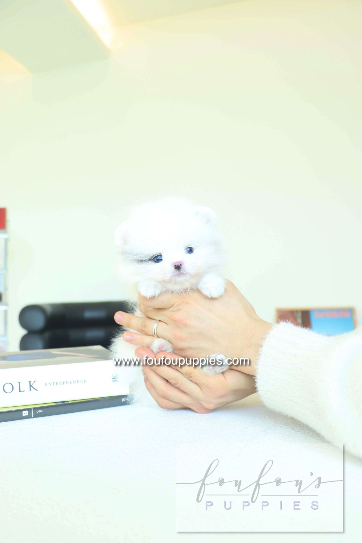 Caviar - Pomeranian M.