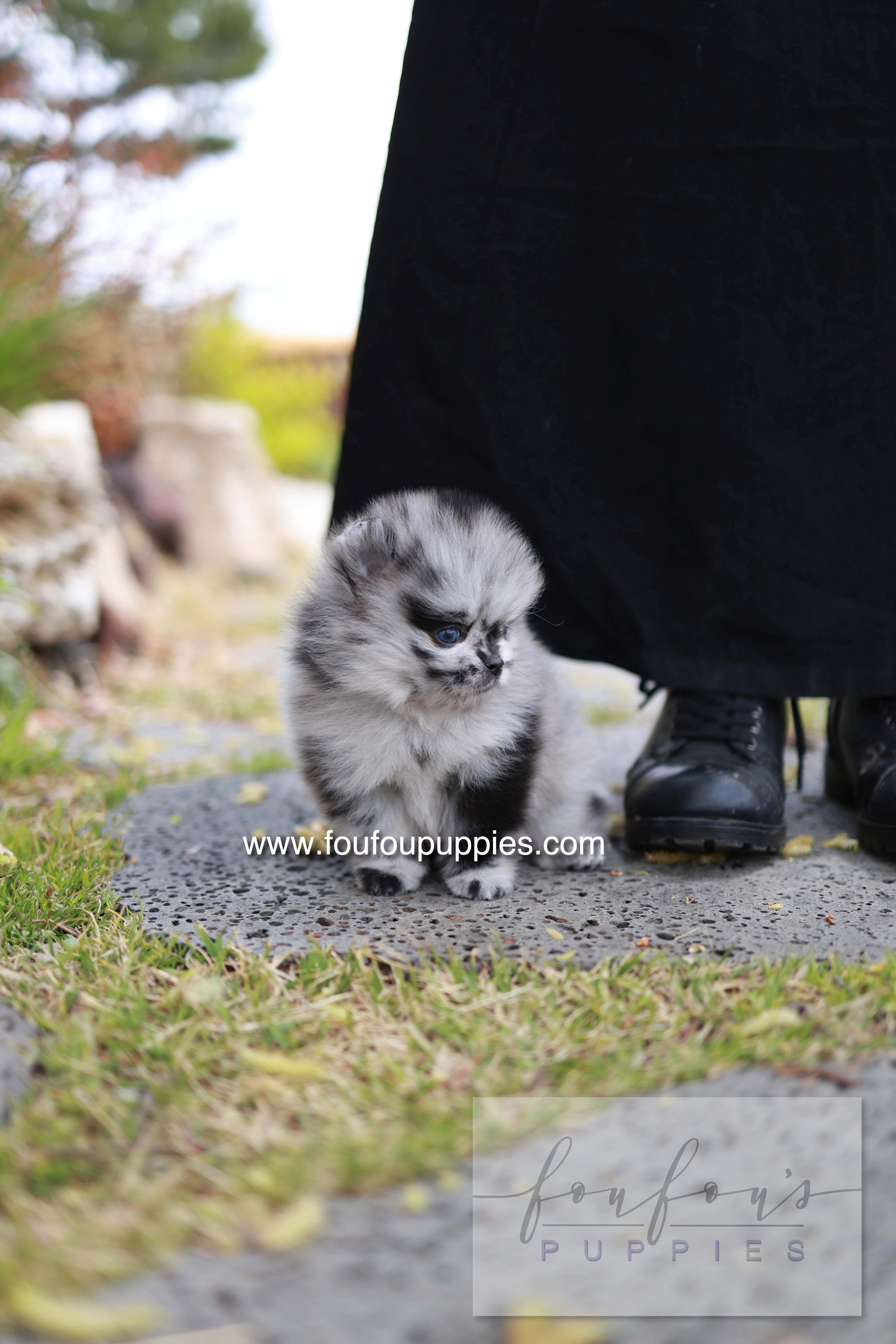 Bloom - Pomeranian M.