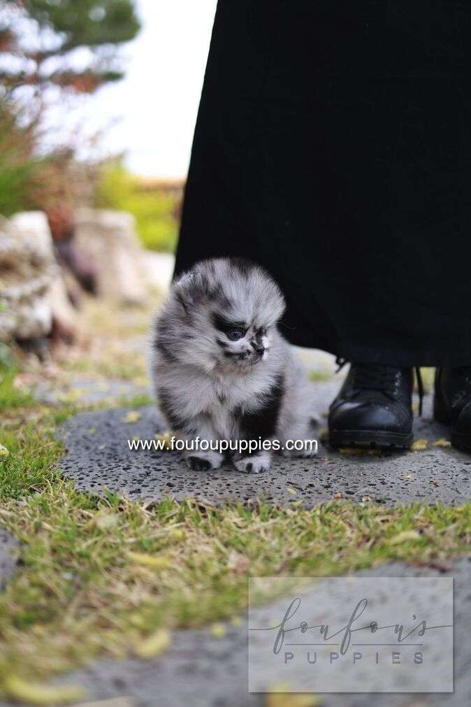 Bloom - Pomeranian M.