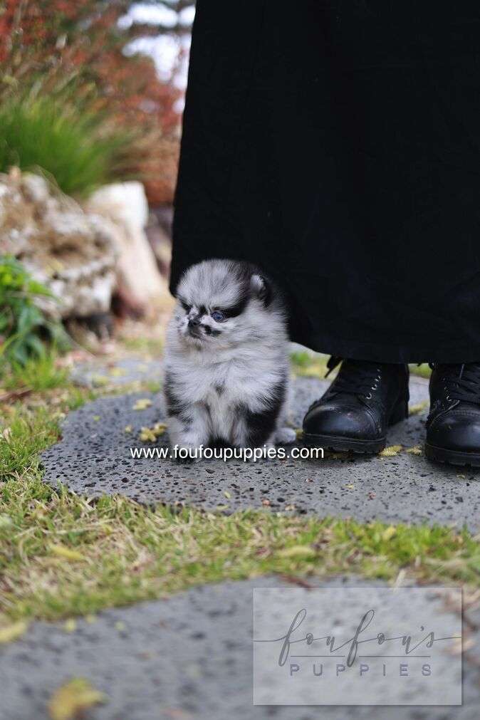 Bloom - Pomeranian M.