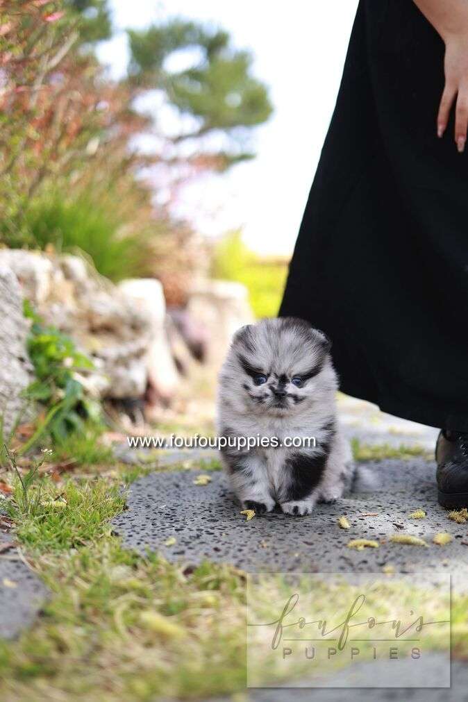 Bloom - Pomeranian M