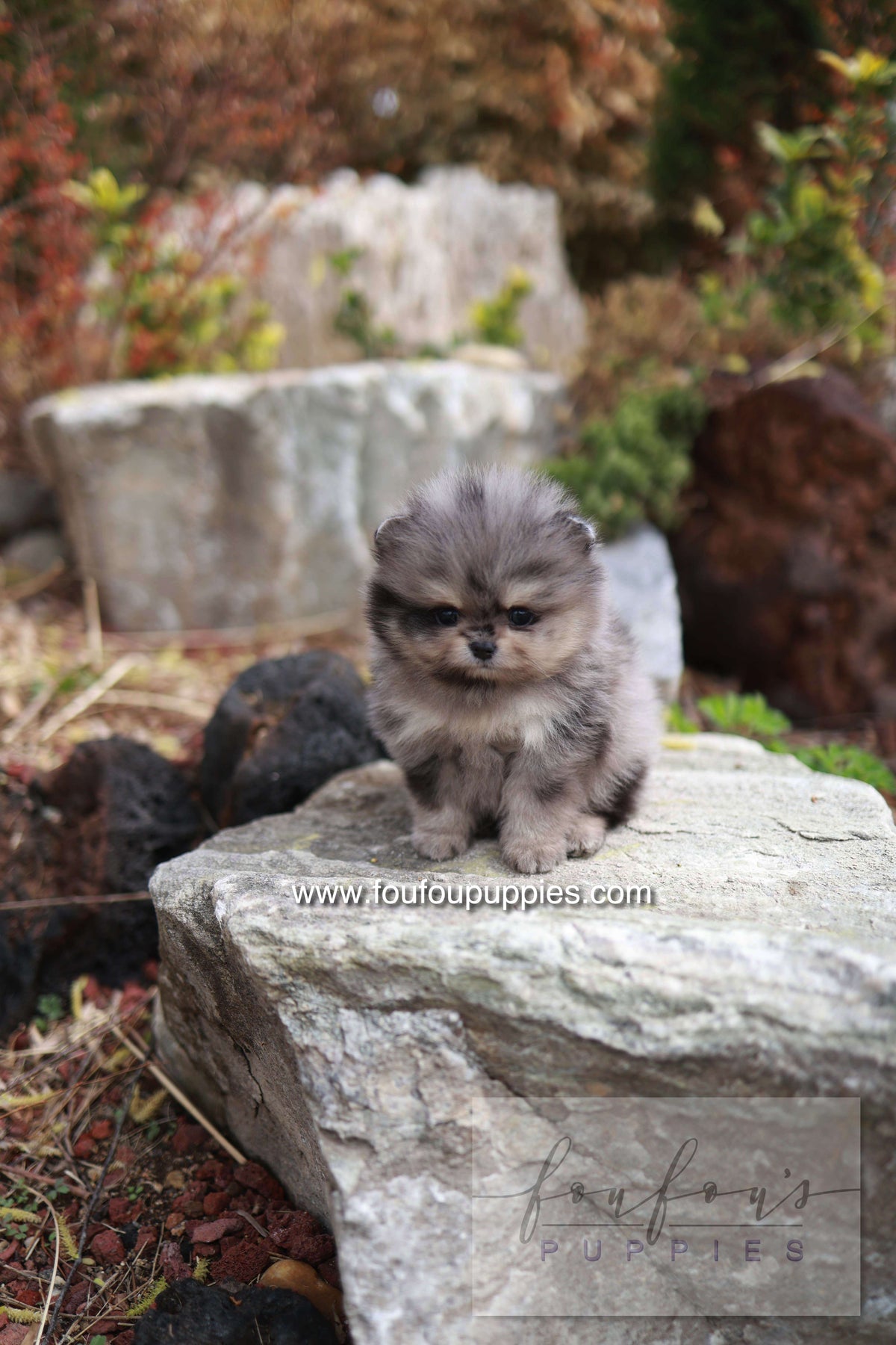 Nemos - Pomeranian M.