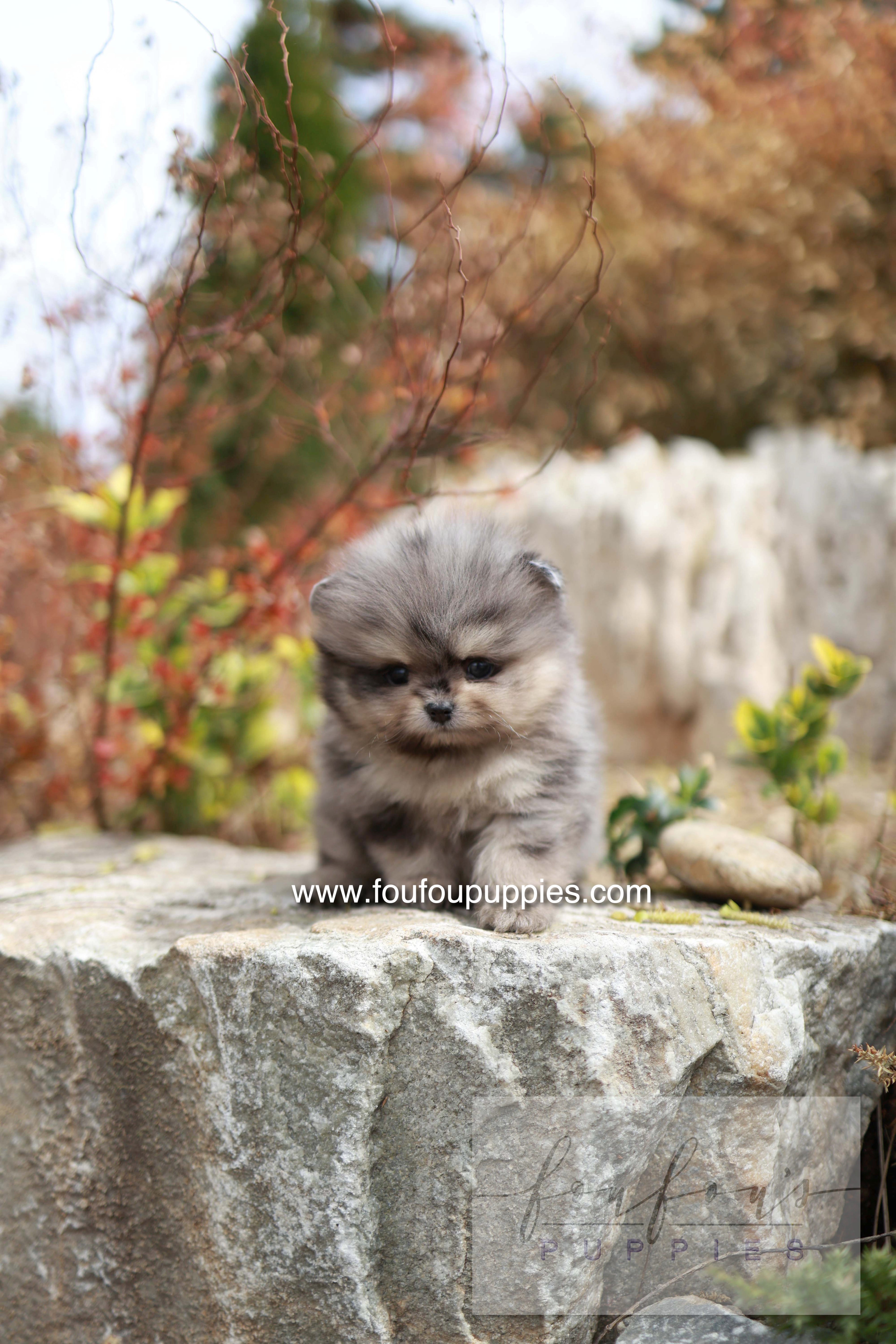 Nemo - Pomeranian M.