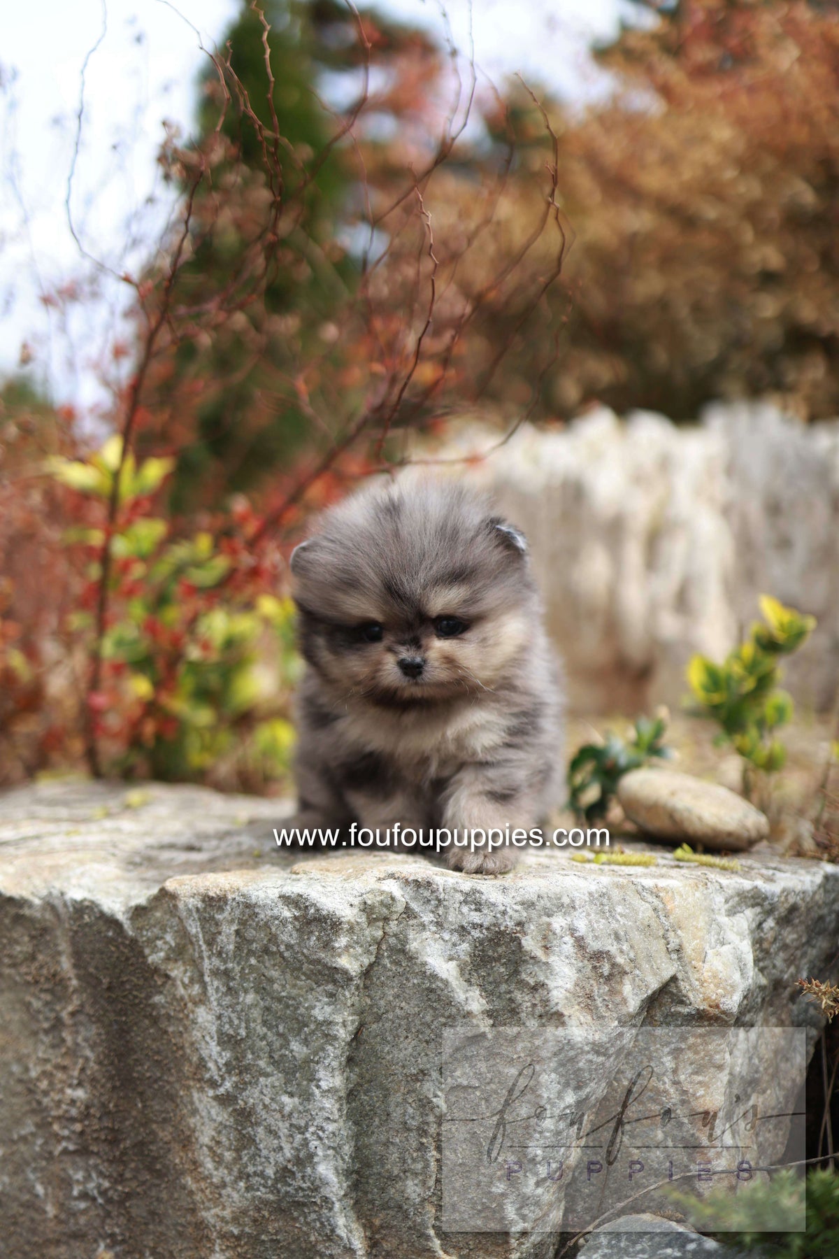 Nemos - Pomeranian M.