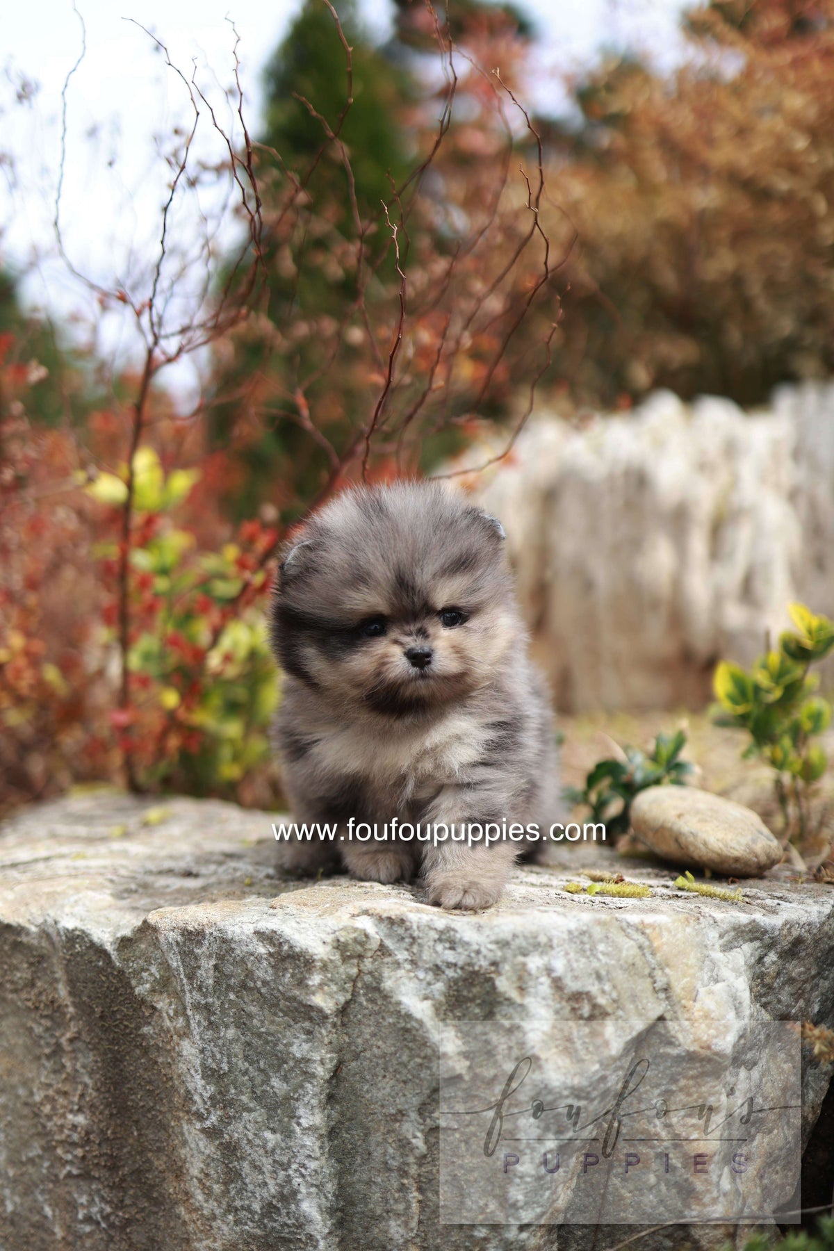 Nemos - Pomeranian M.