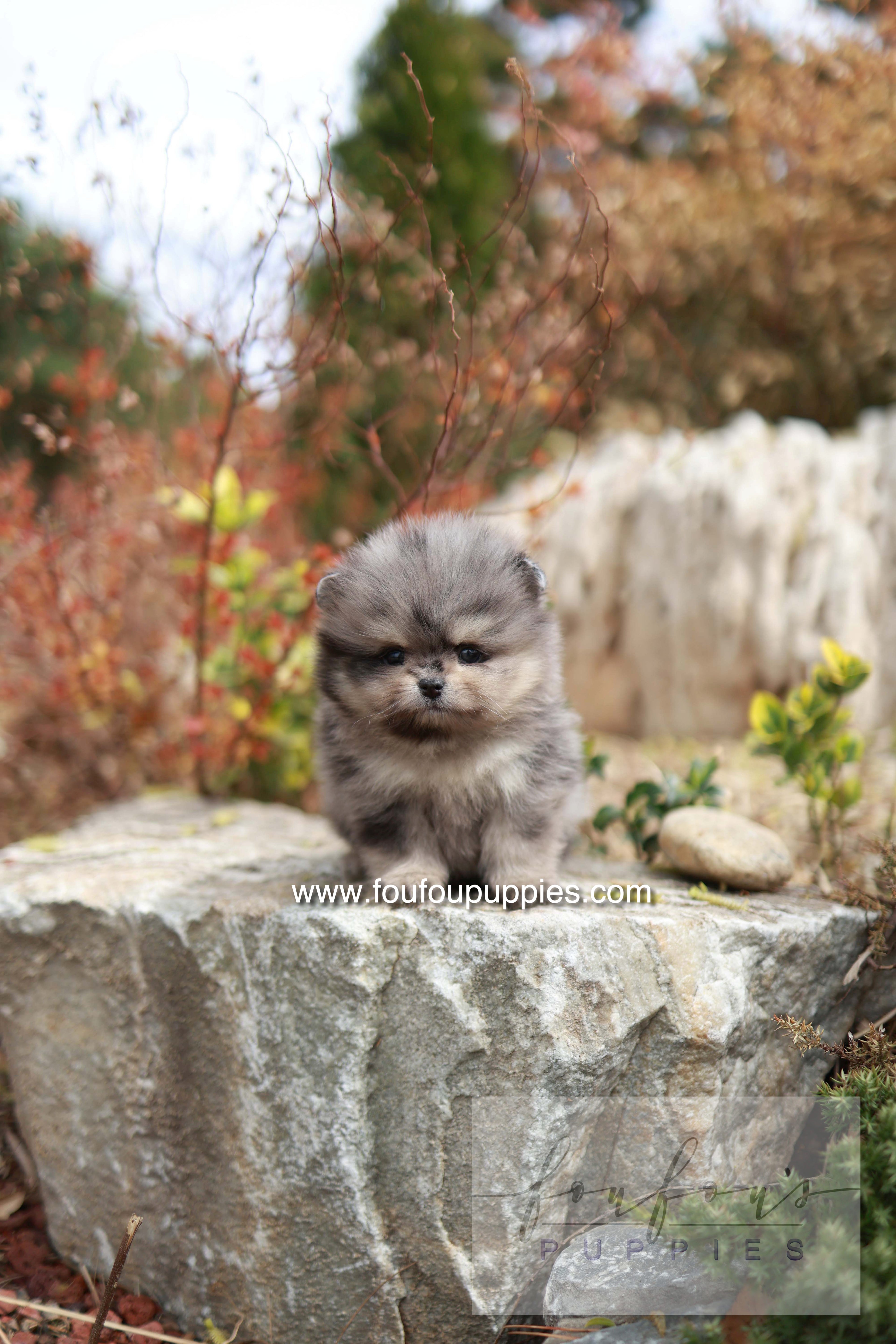 Nemo - Pomeranian M.