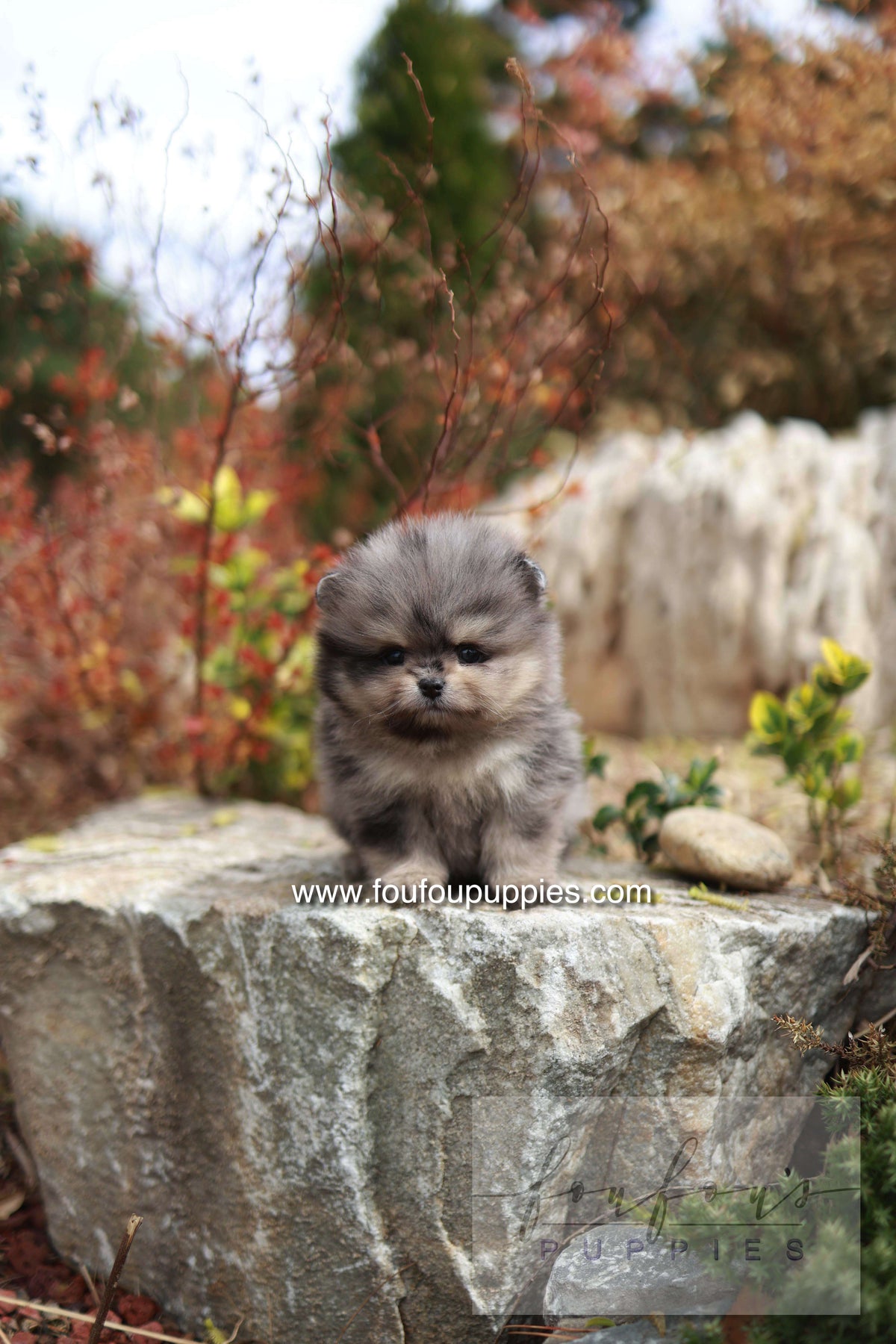 Nemos - Pomeranian M.