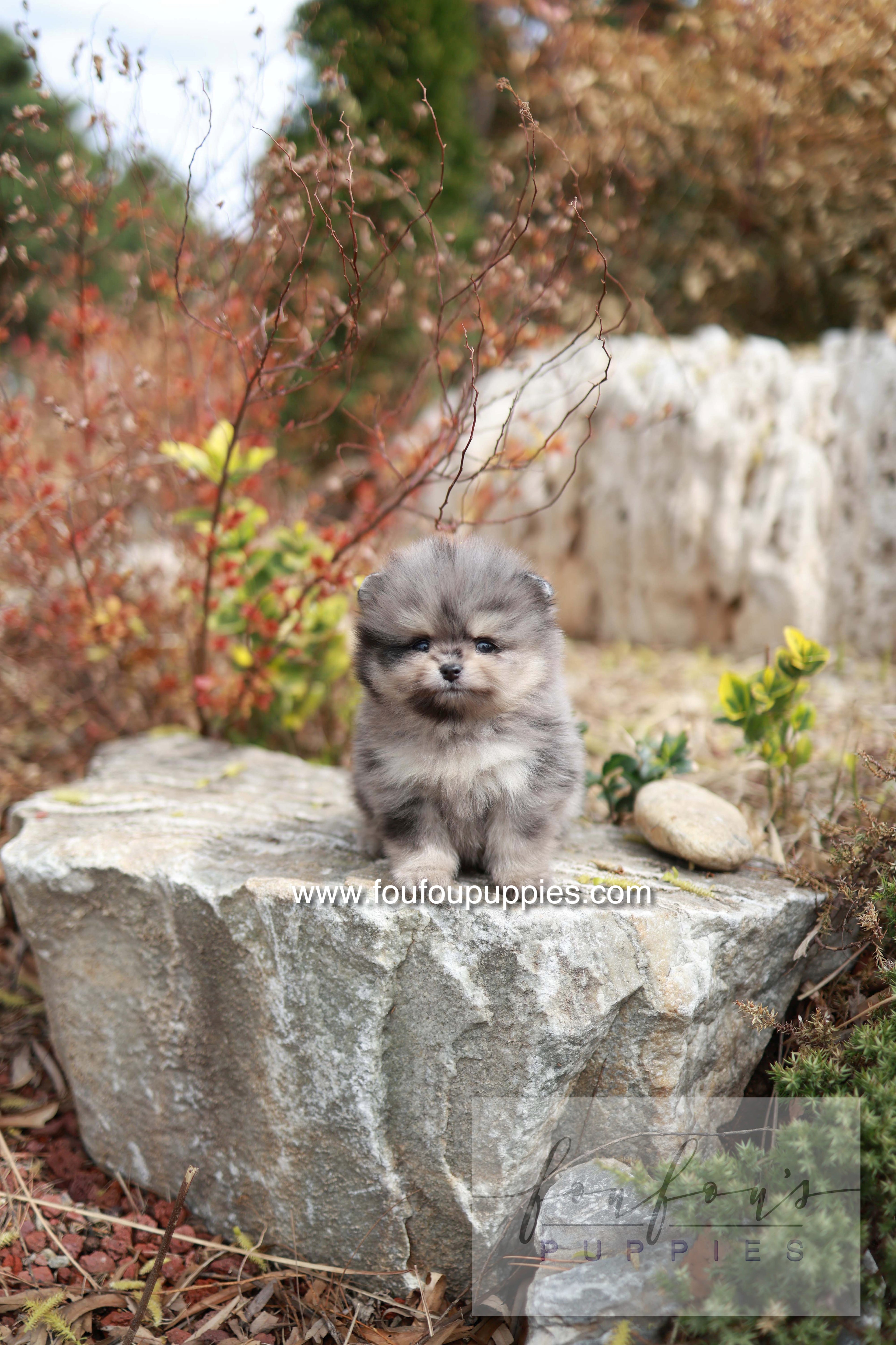 Nemo - Pomeranian M.