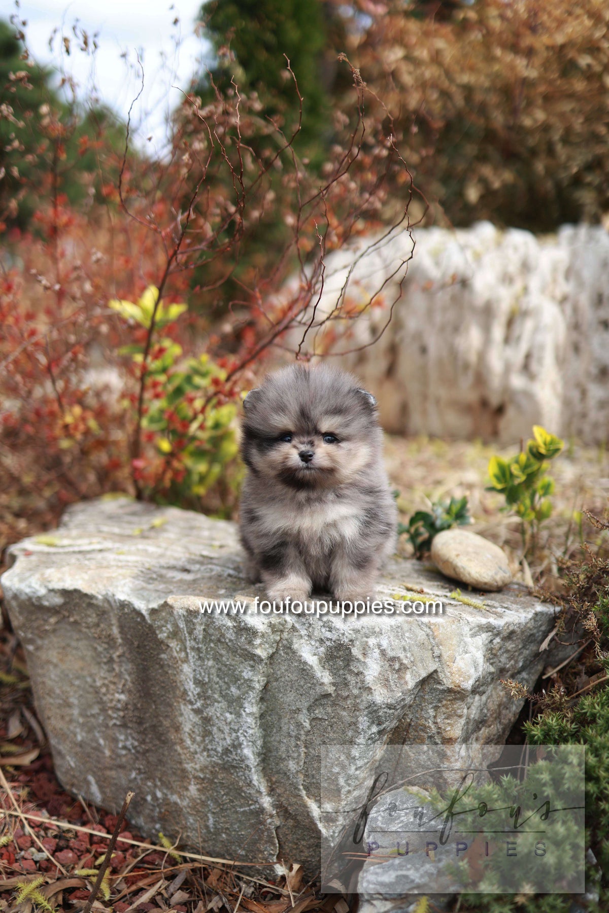 Nemos - Pomeranian M.