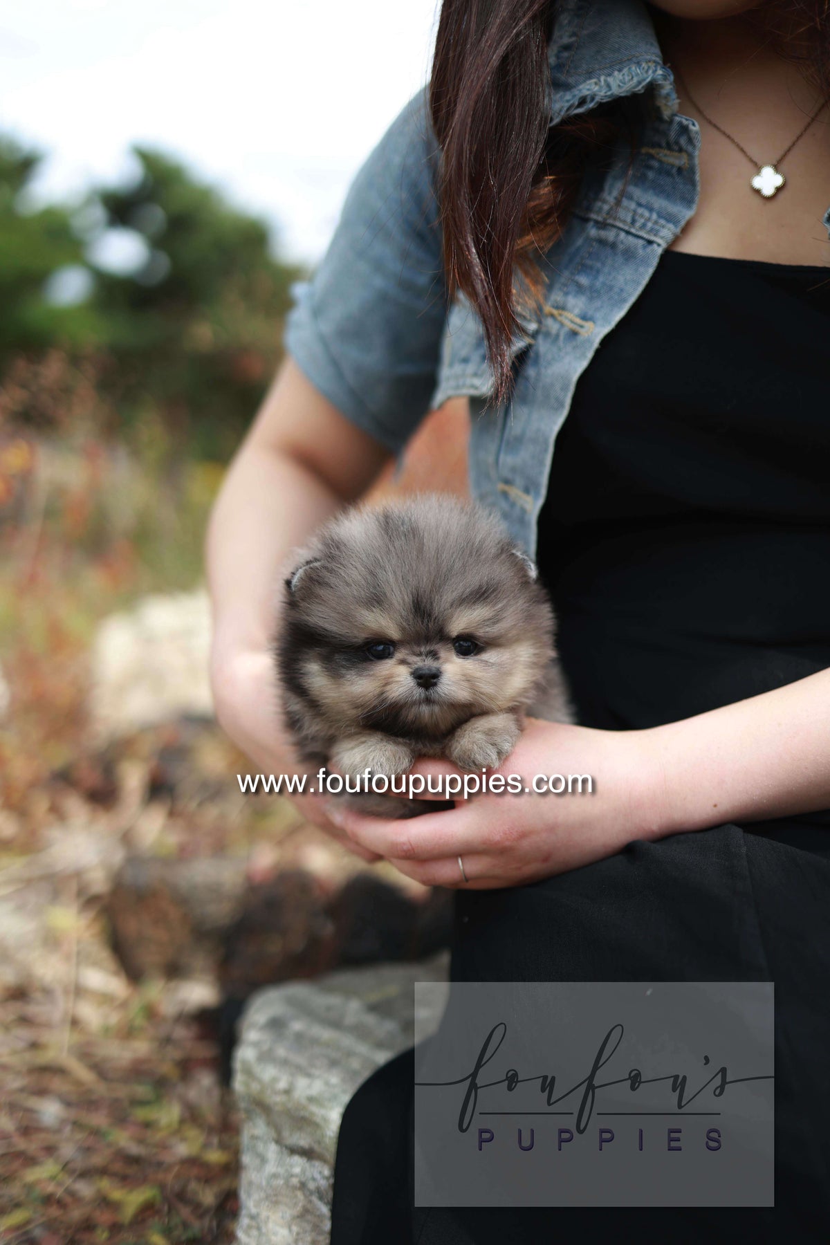 Nemos - Pomeranian M.