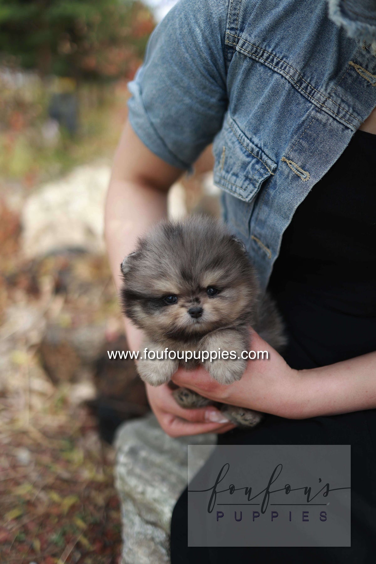 Nemos - Pomeranian M.