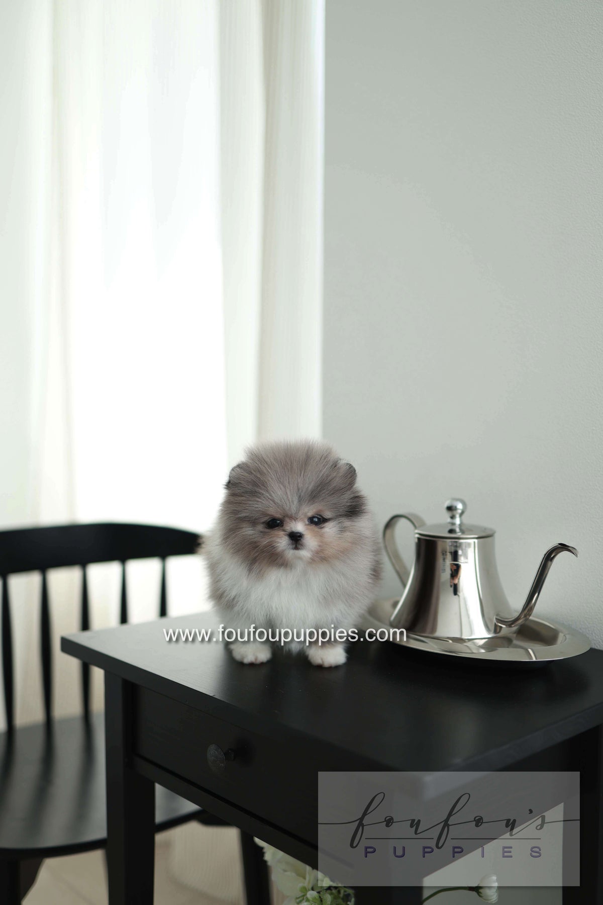 Snoopy - Pomeranian M. - Special order