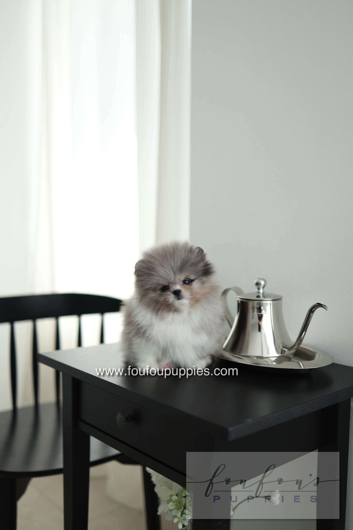 Snoopy - Pomeranian M. - Special order