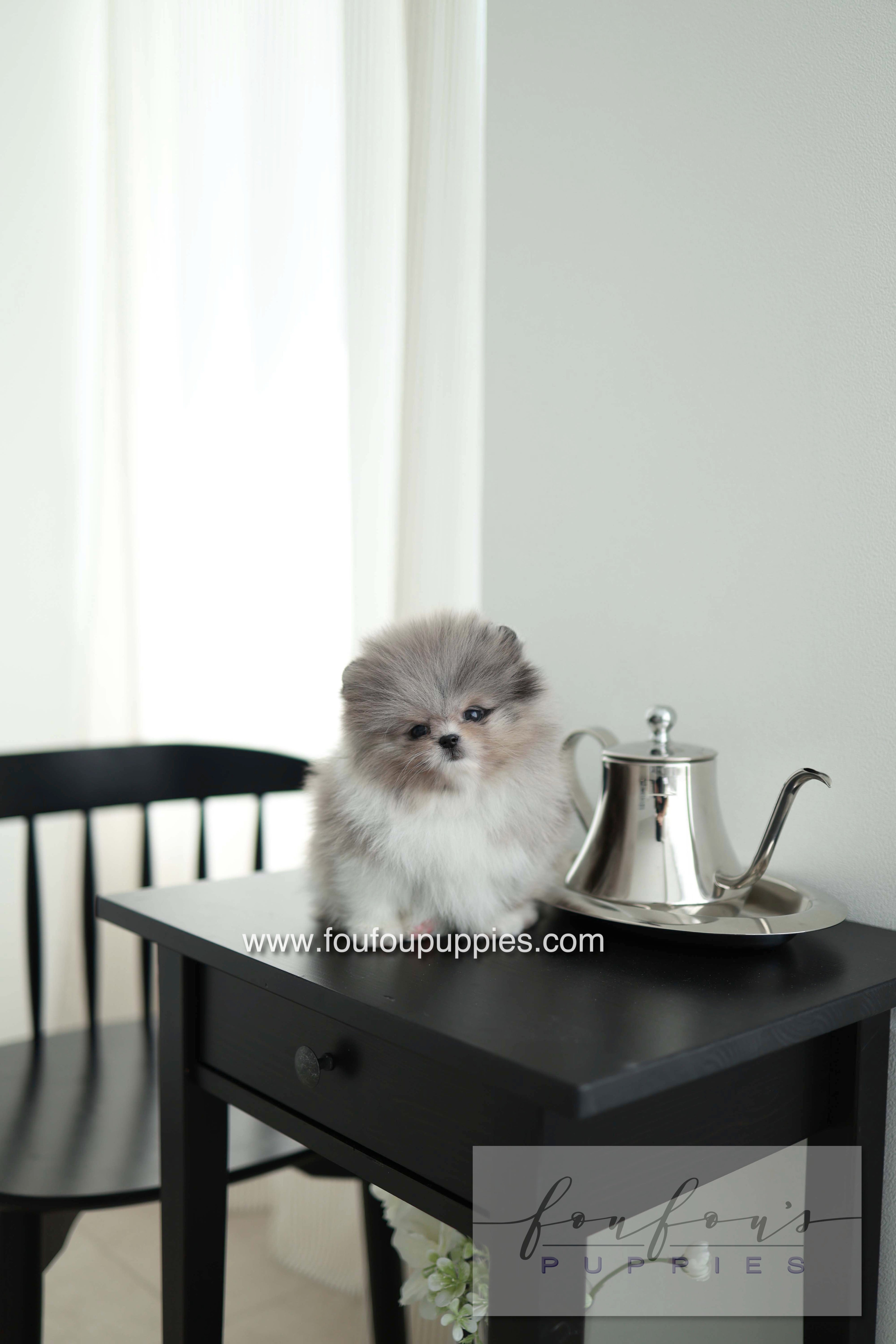 Snoopy - Pomeranian M. - Special order
