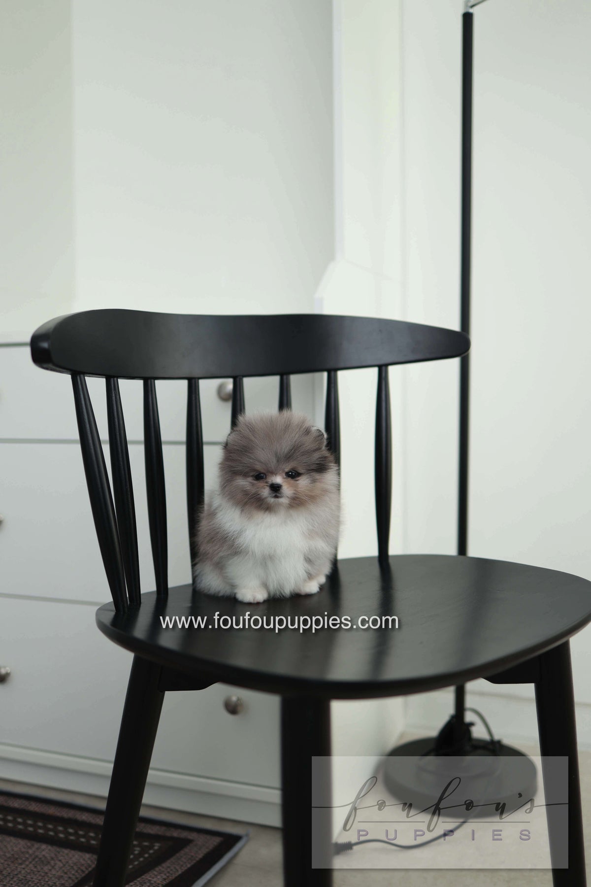 Snoopy - Pomeranian M. - Special order