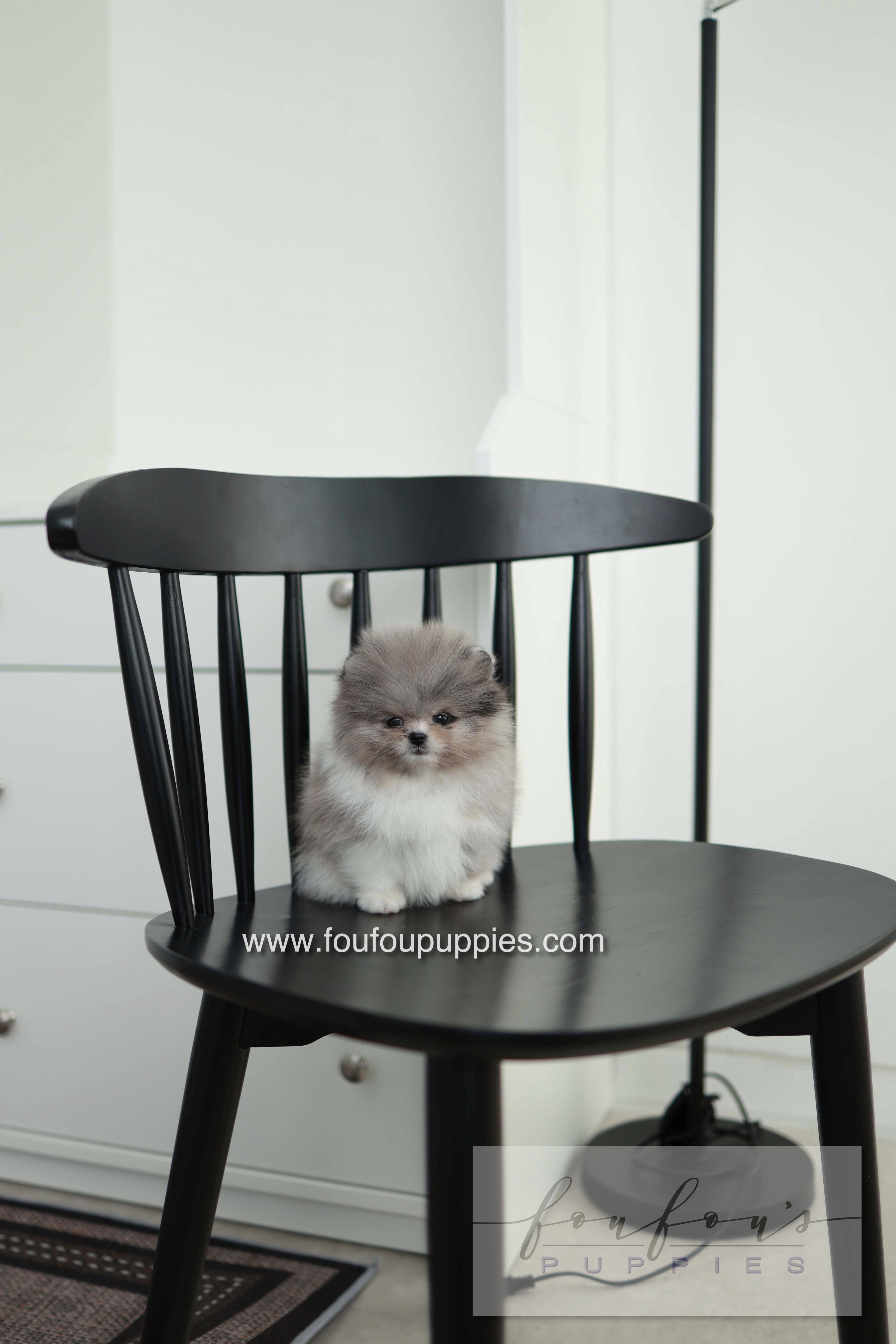 Snoopy - Pomeranian M. - Special order