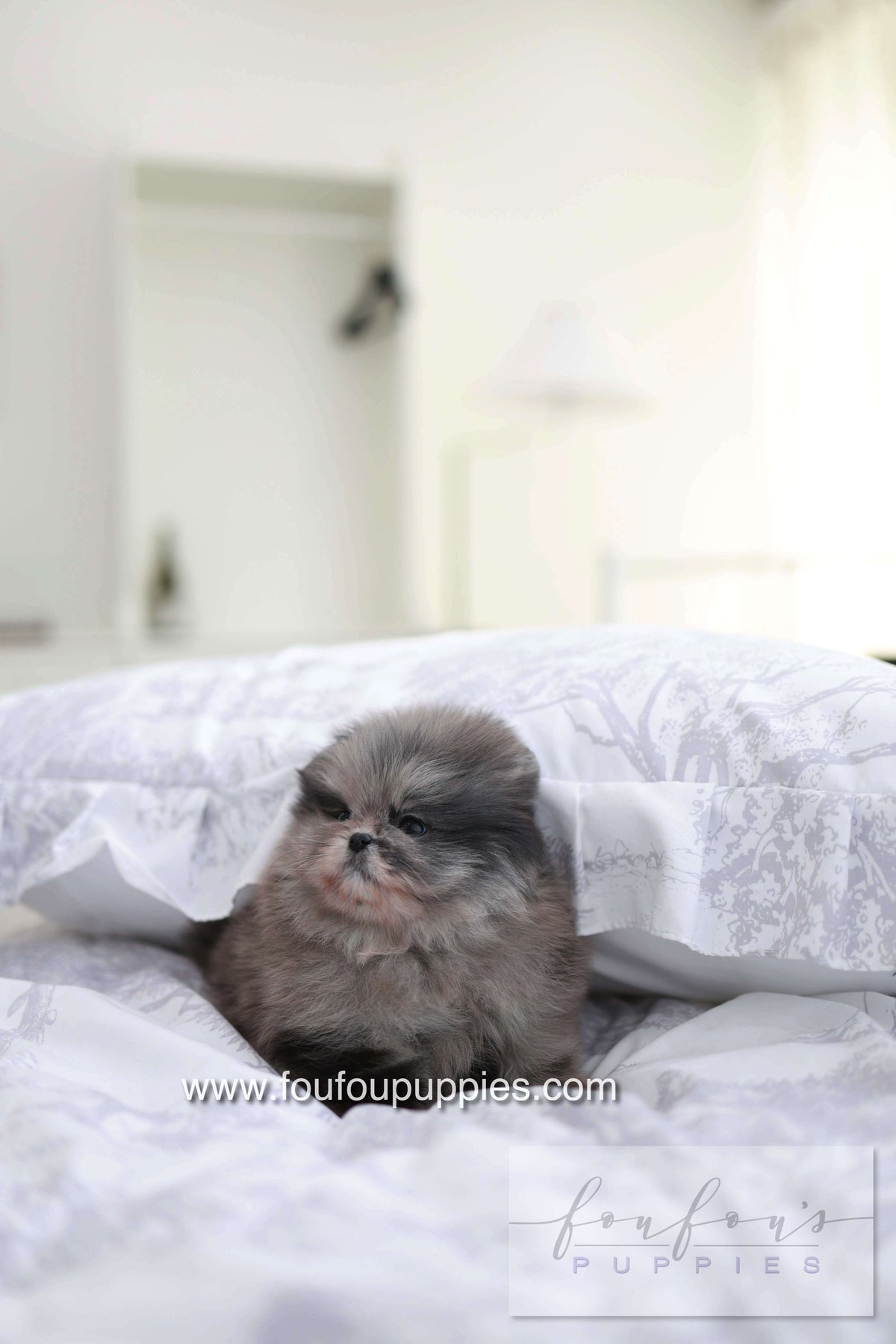 MushMush - Pomeranian M.