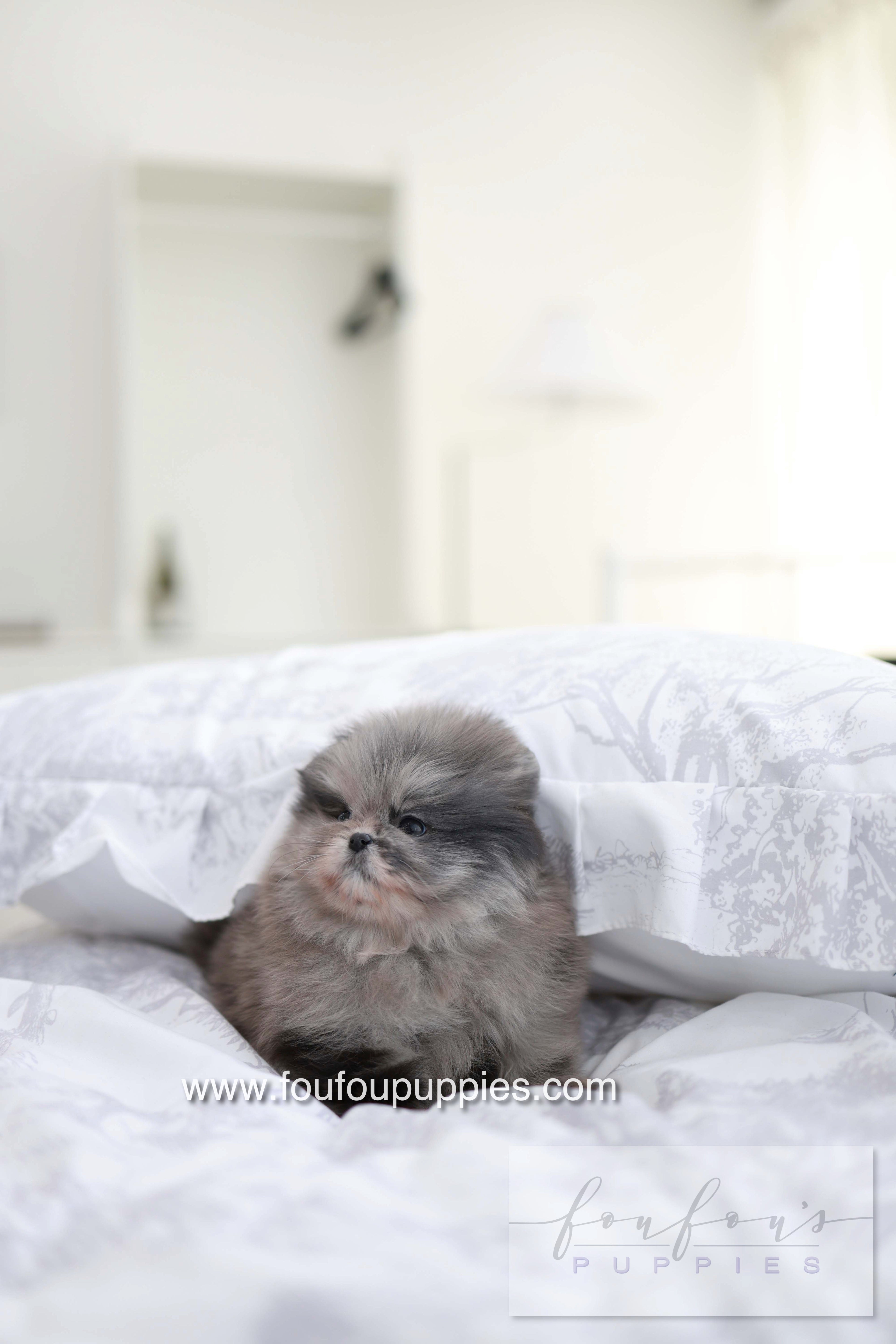 MushMush - Pomeranian M.