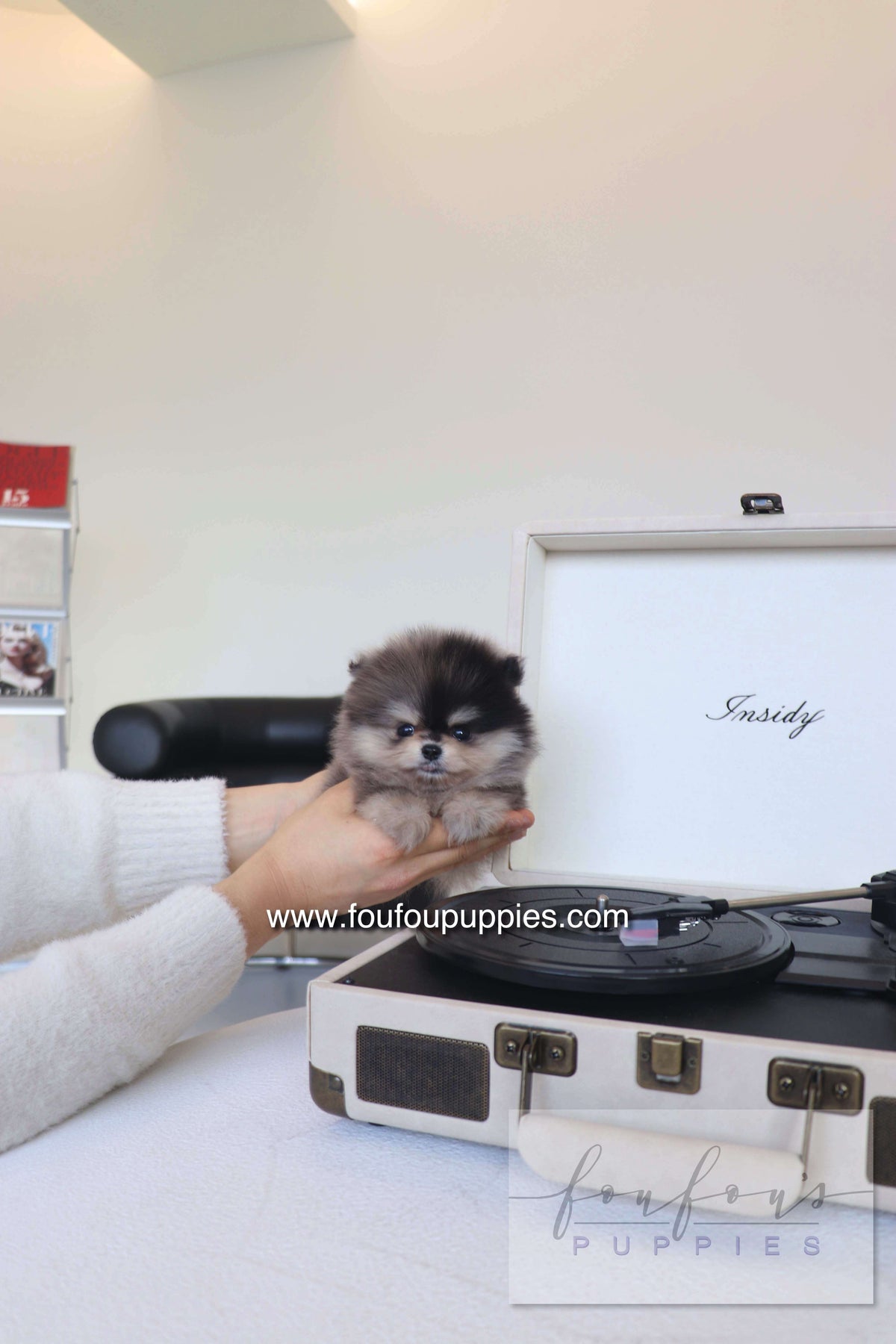 Louie - Pomeranian M.
