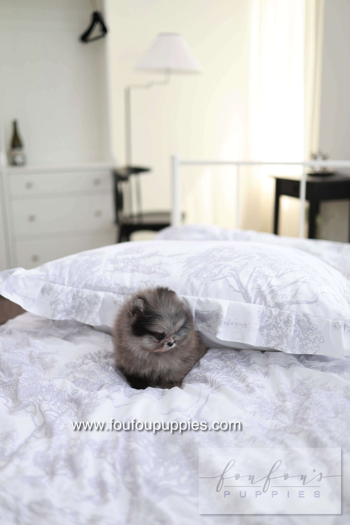 MushMush - Pomeranian M.