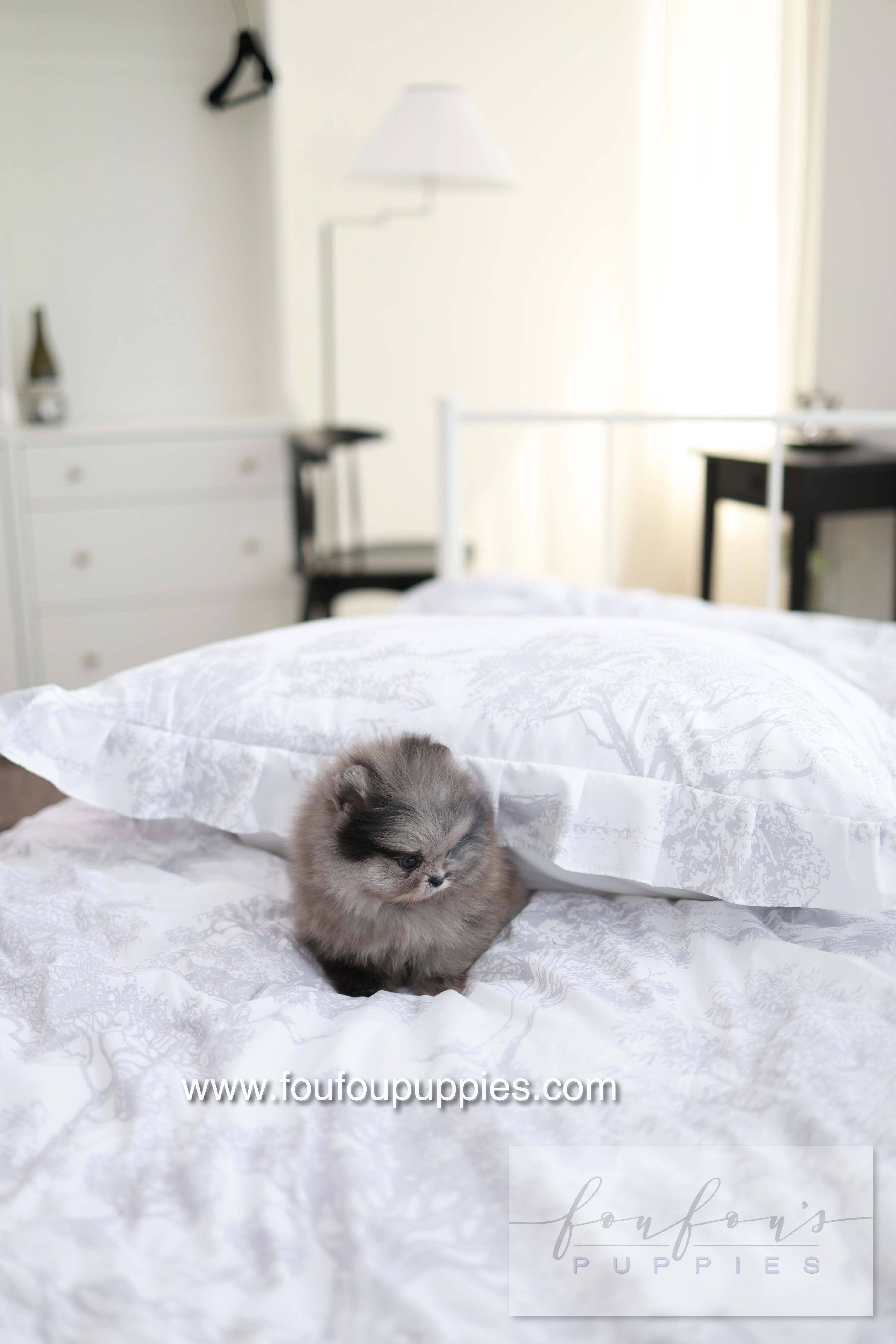 MushMush - Pomeranian M.