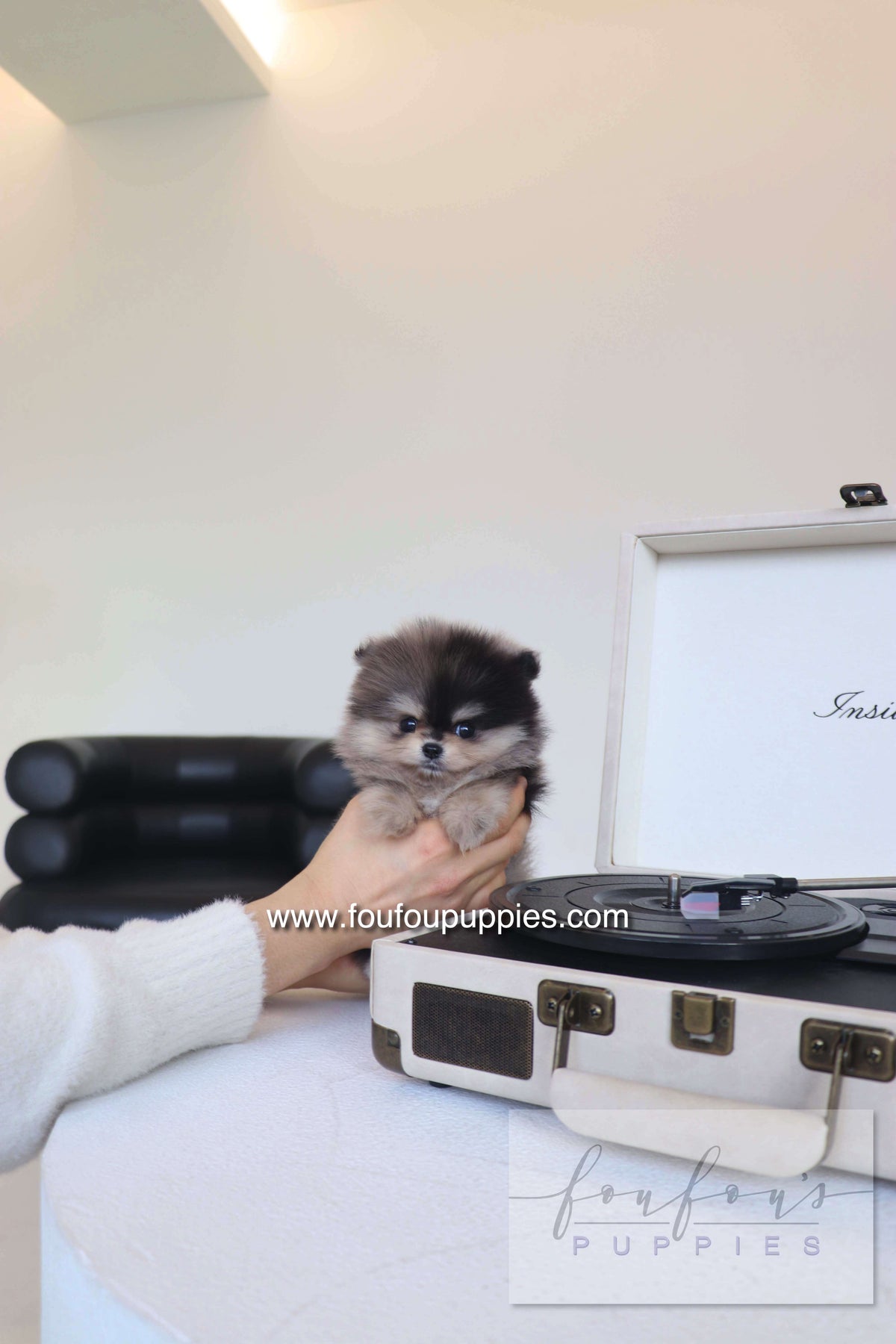 Louie - Pomeranian M.