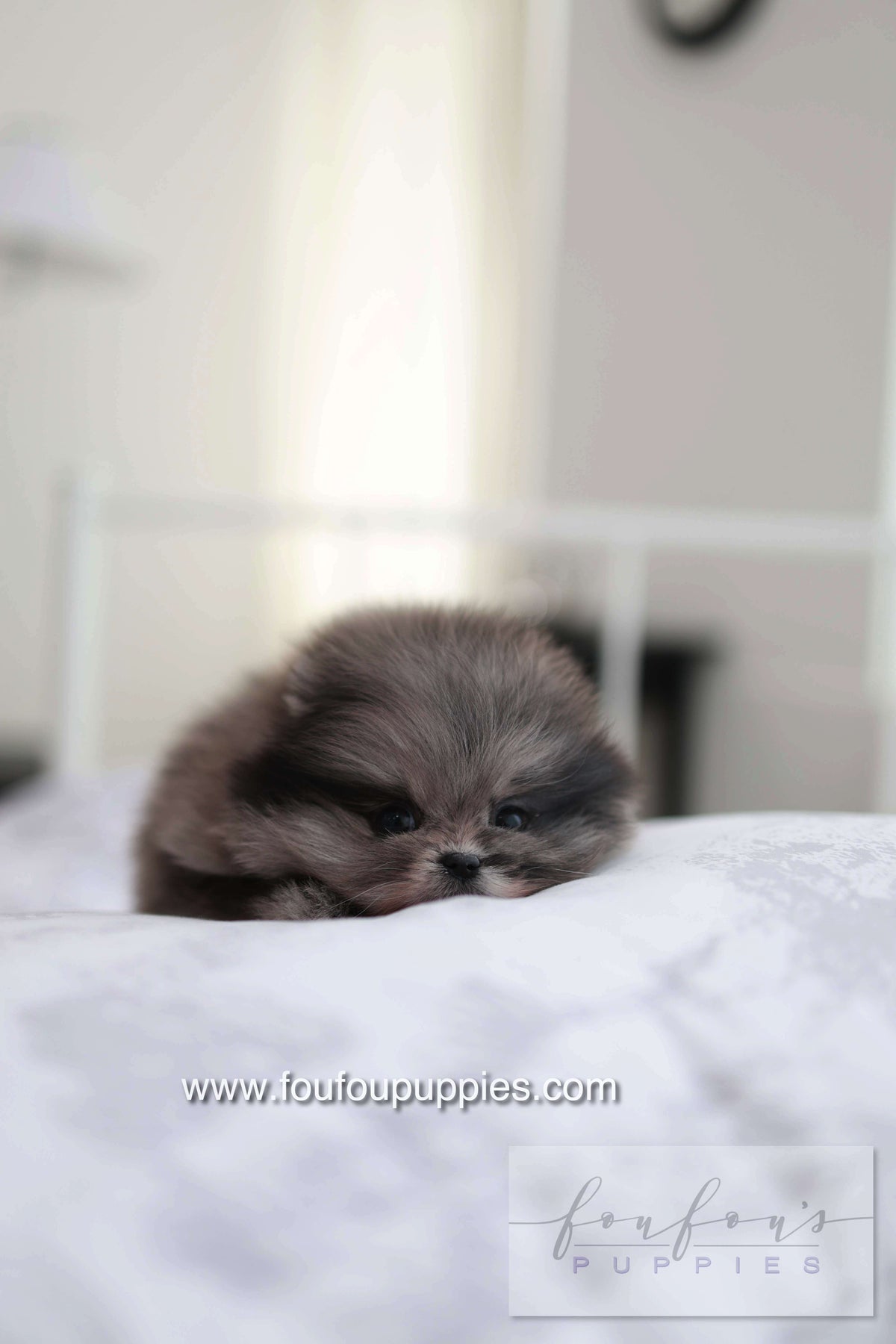 MushMush - Pomeranian M.