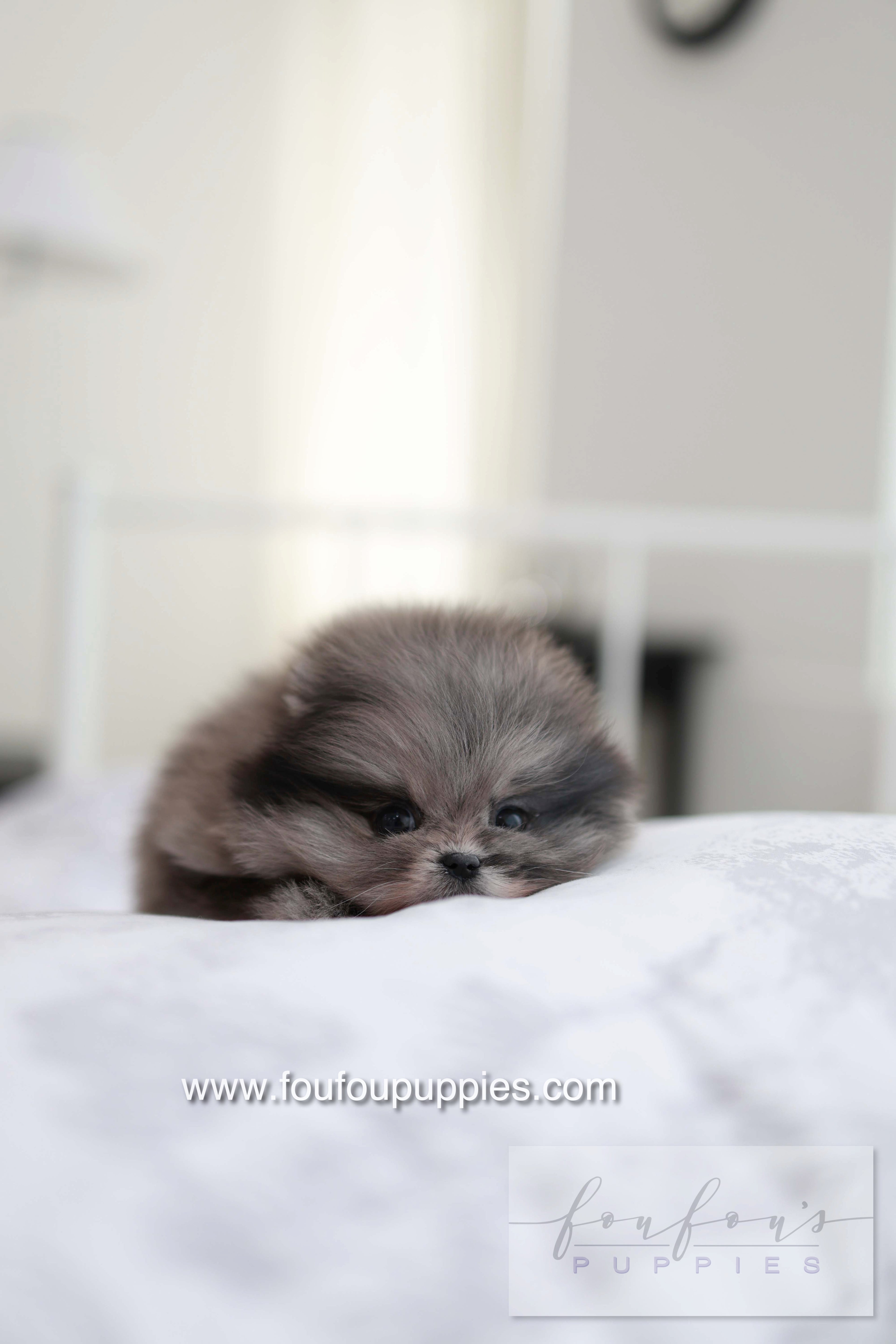 MushMush - Pomeranian M.