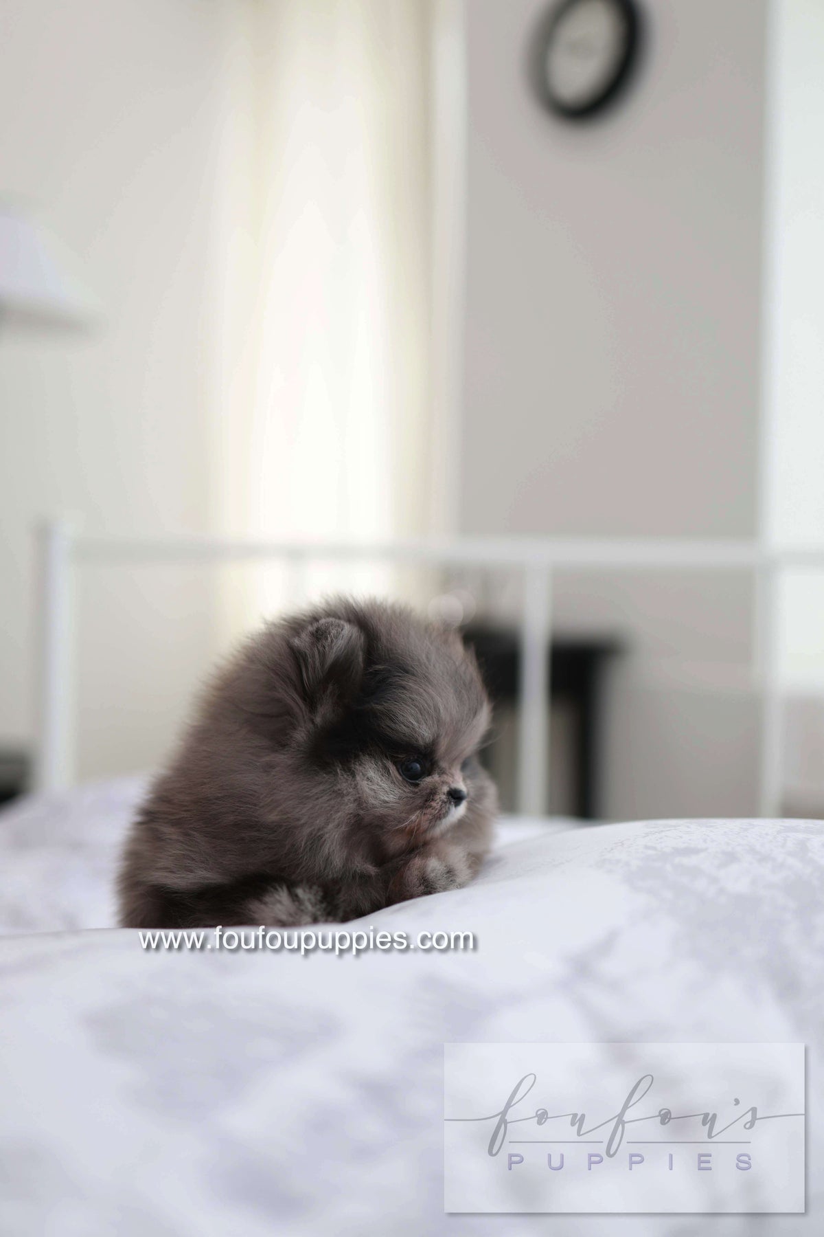 MushMush - Pomeranian M.