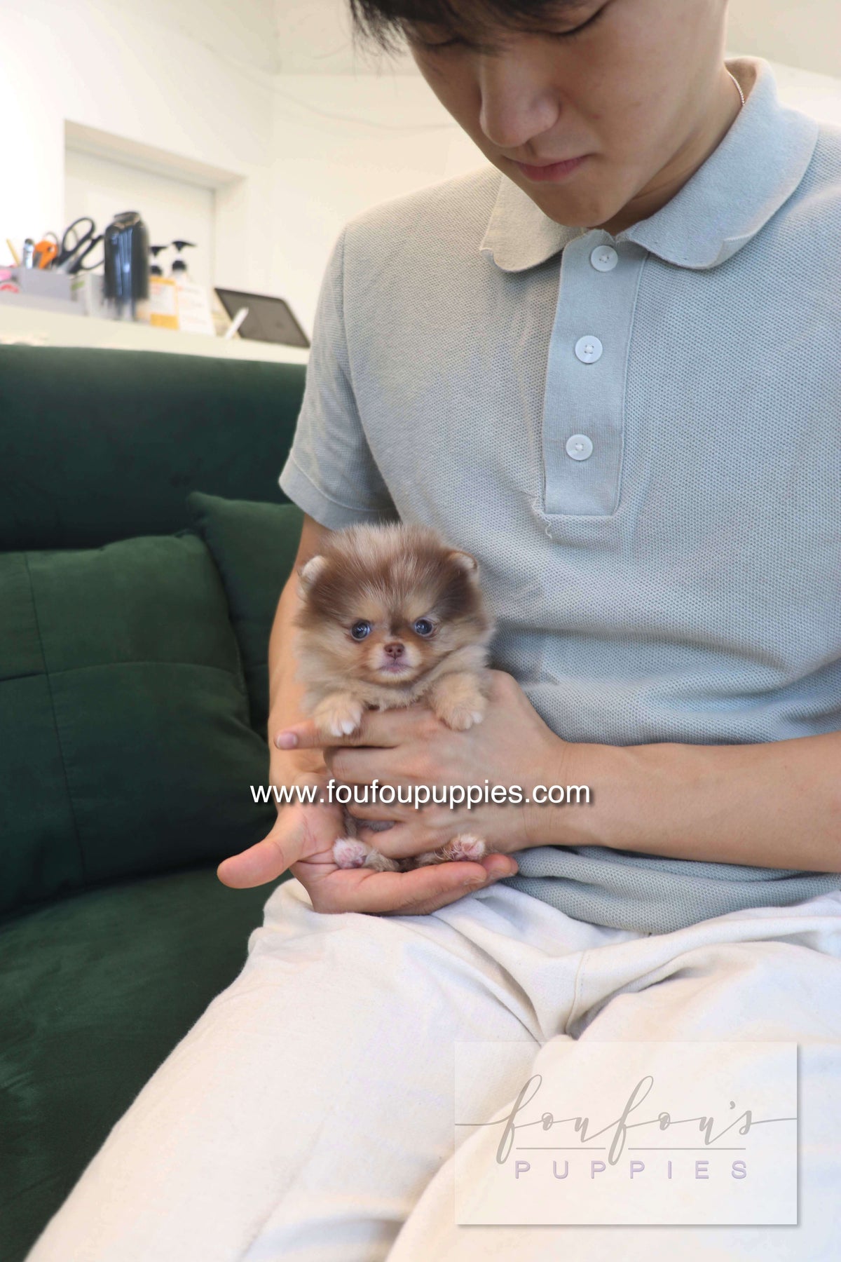Sohan - Pomeranian F.