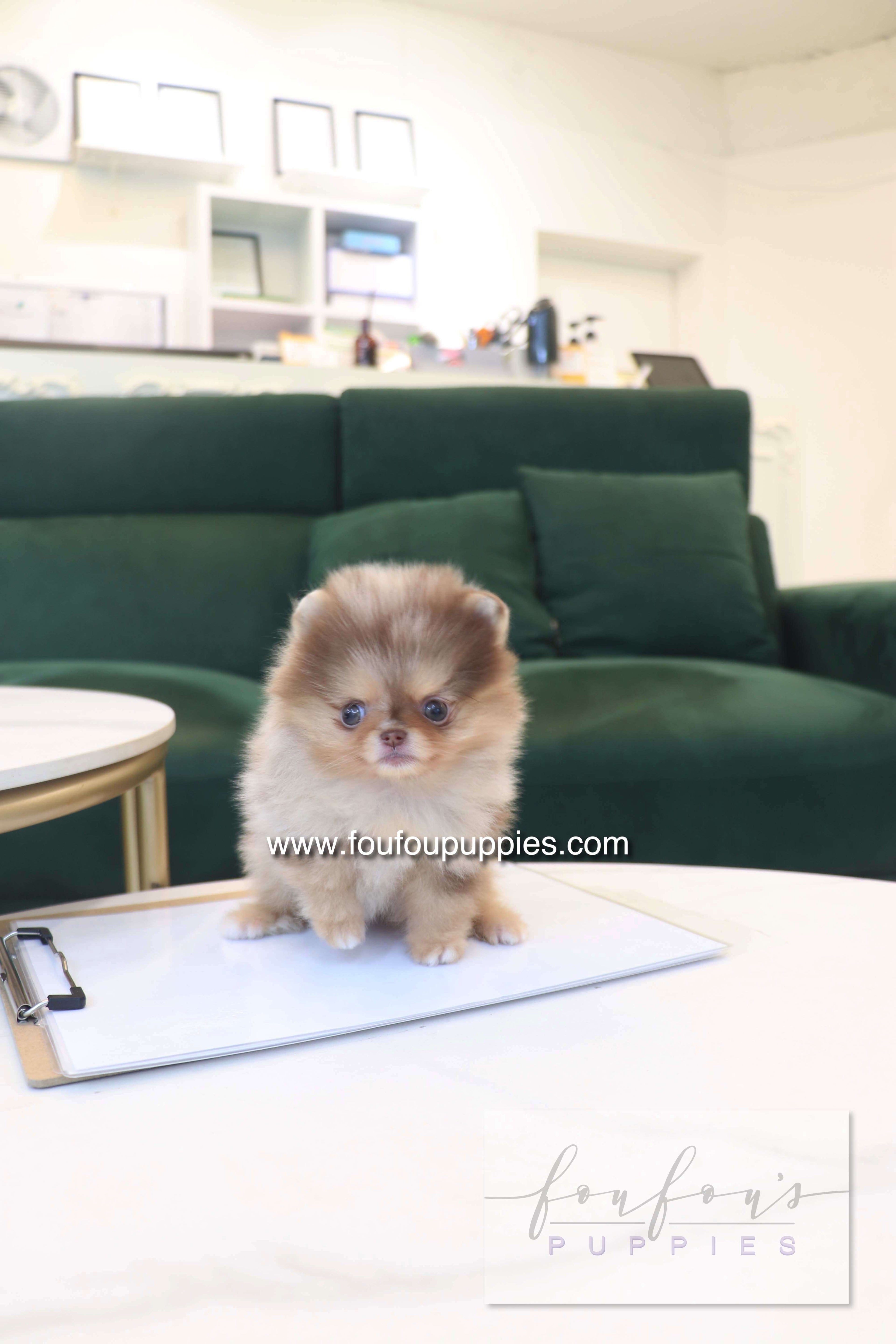 Sohan - Pomeranian F.