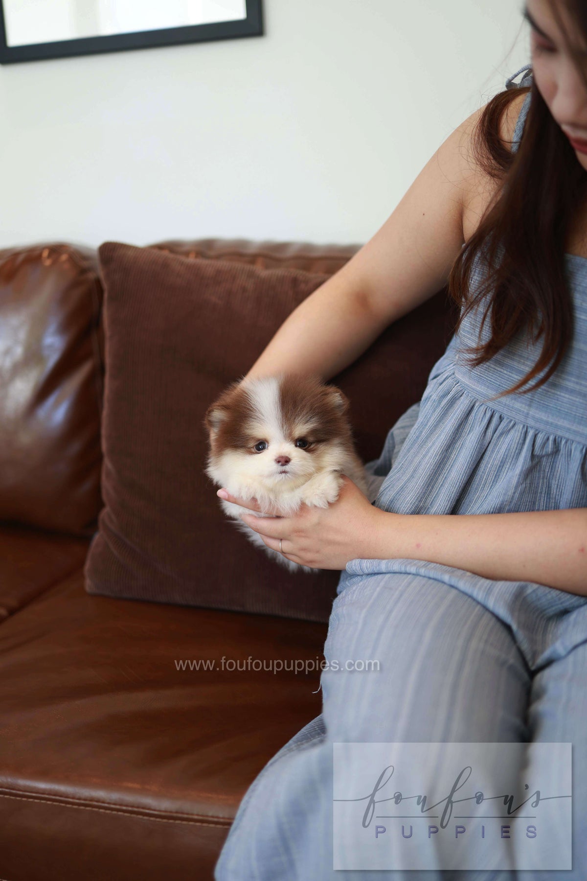 Nuage - Pomeranian M.