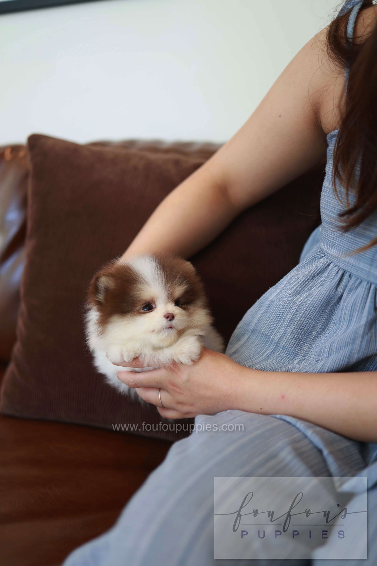 Nuage - Pomeranian M.