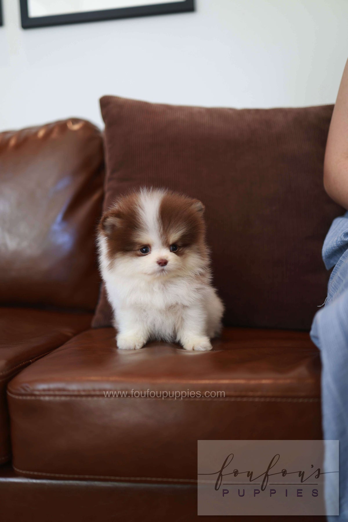 Nuage - Pomeranian M.