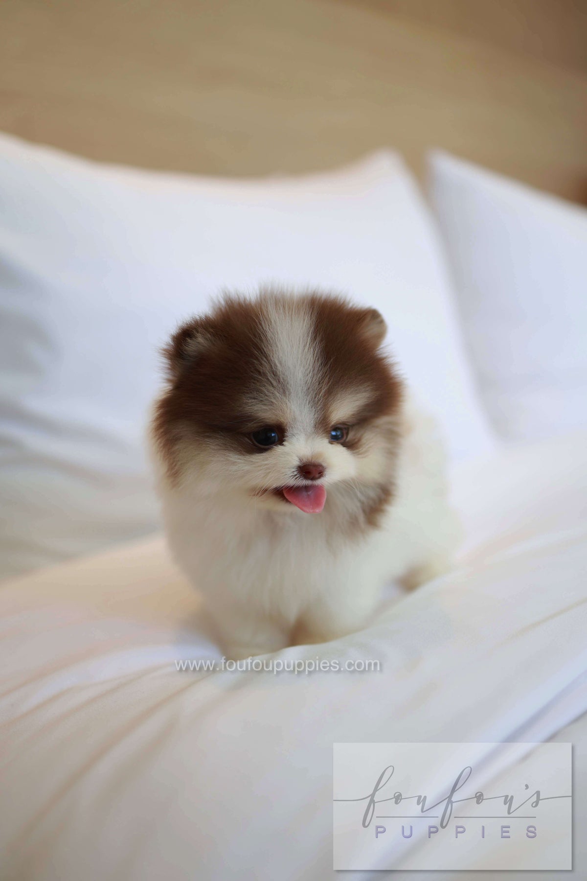 Nuage - Pomeranian M.