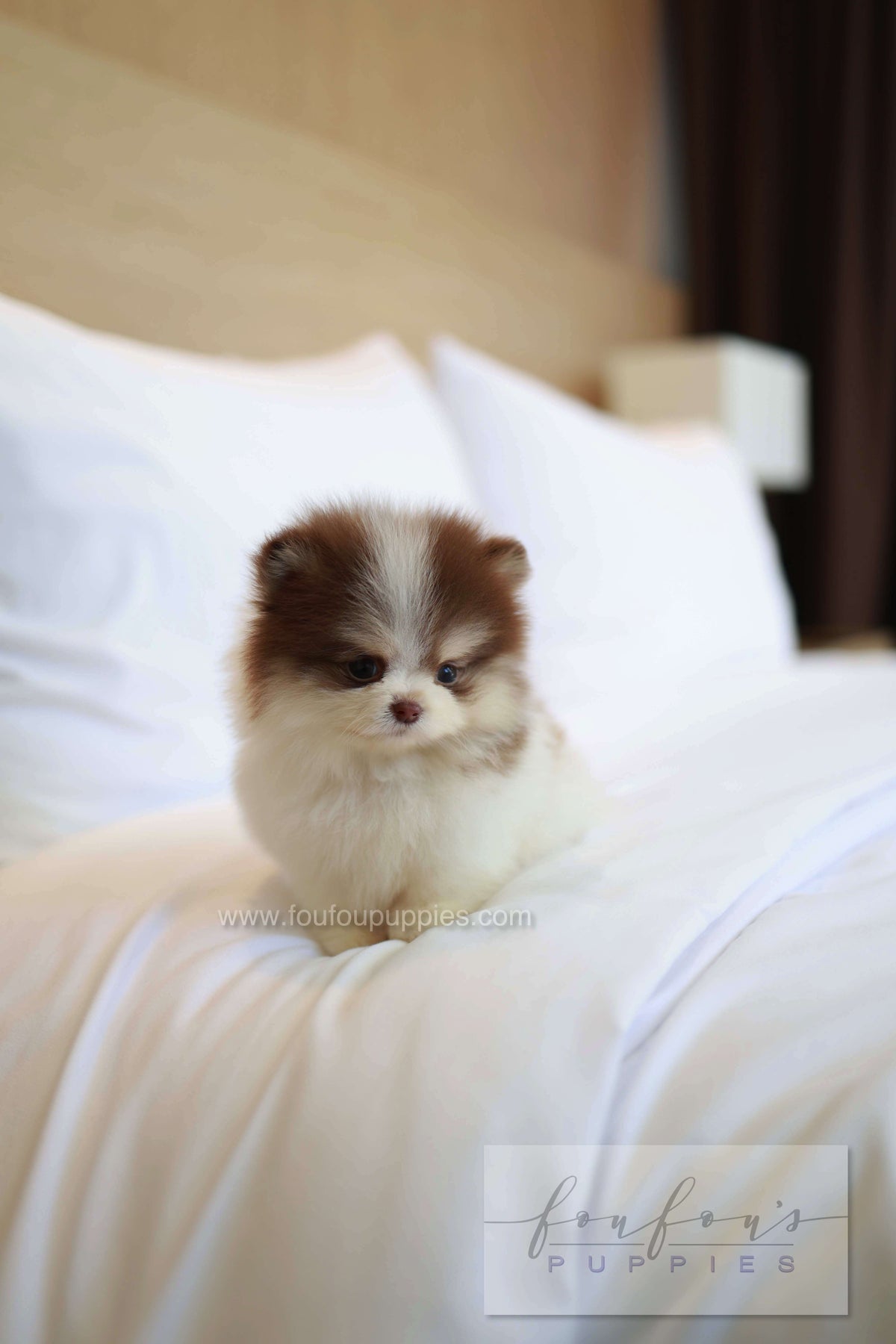 Nuage - Pomeranian M.