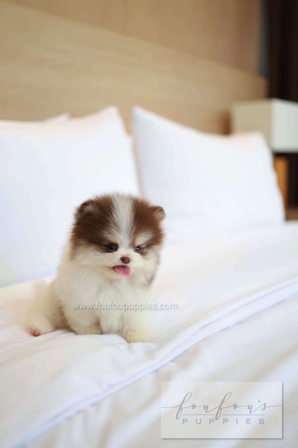 Nuage - Pomeranian M.