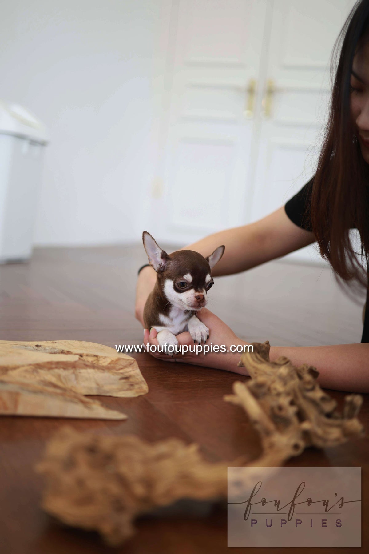 Twix - Chihuahua M.