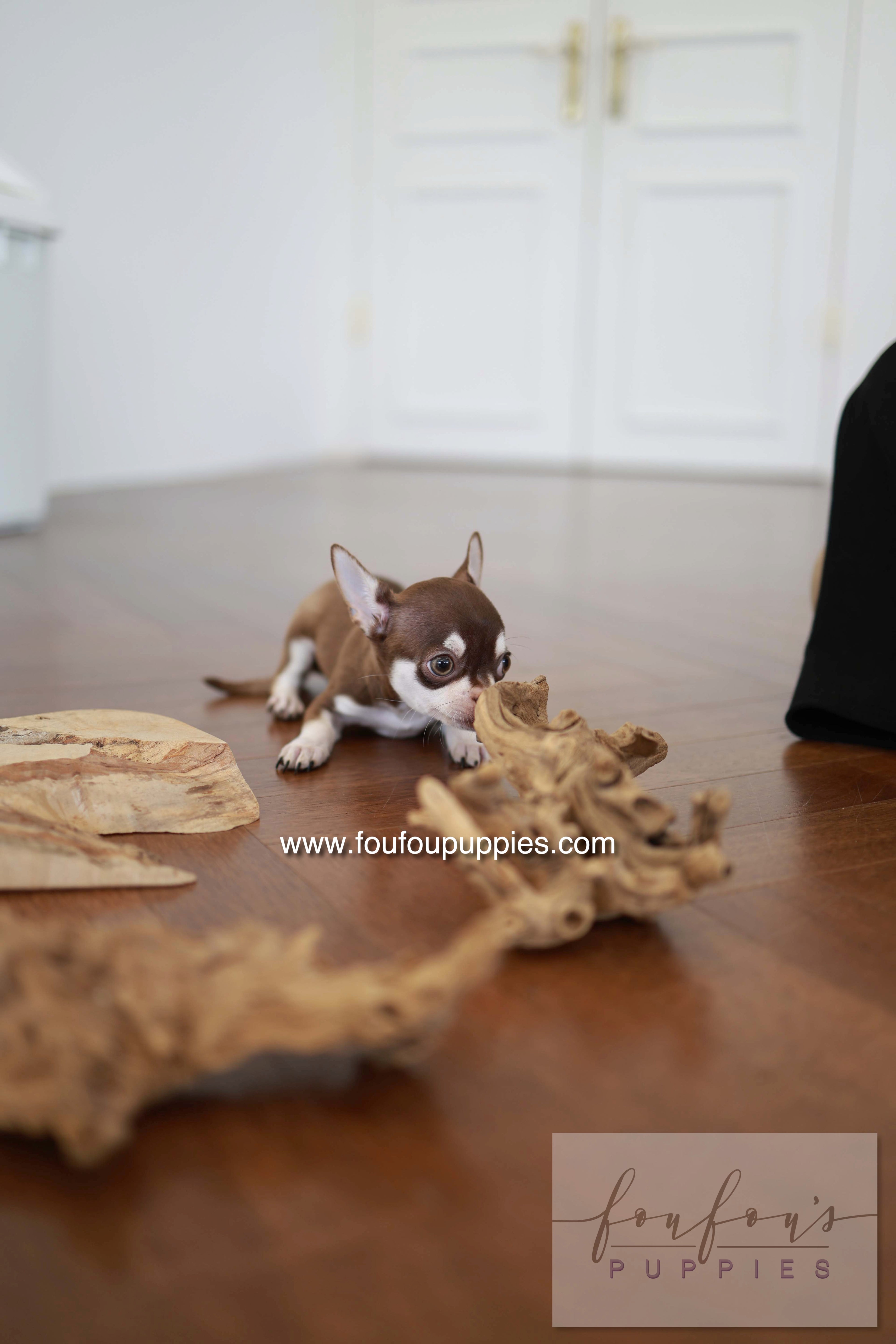 Twix - Chihuahua M.
