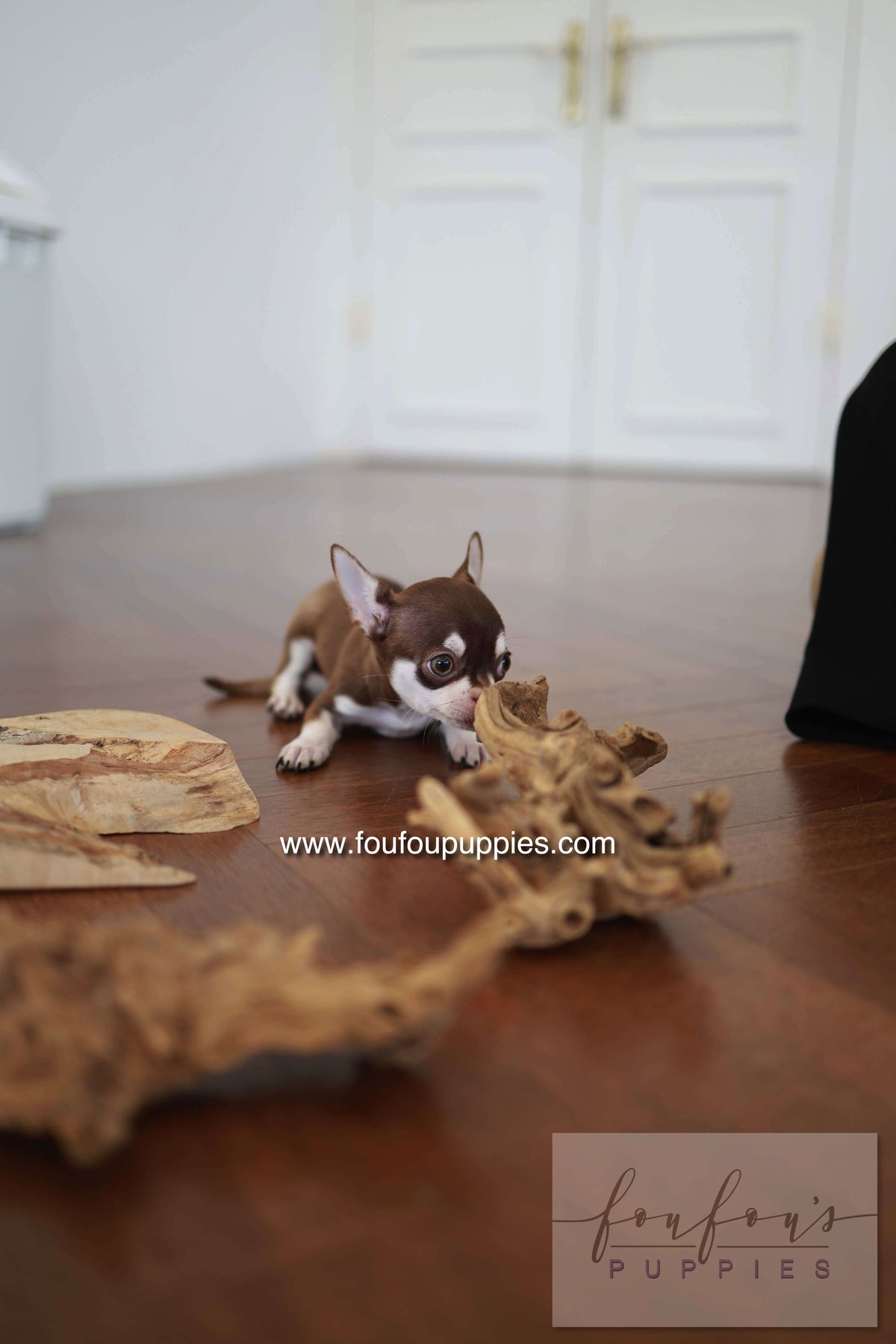 Twix - Chihuahua M.
