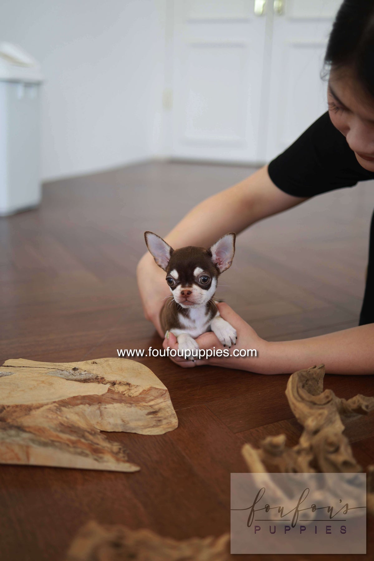 Twix - Chihuahua M.