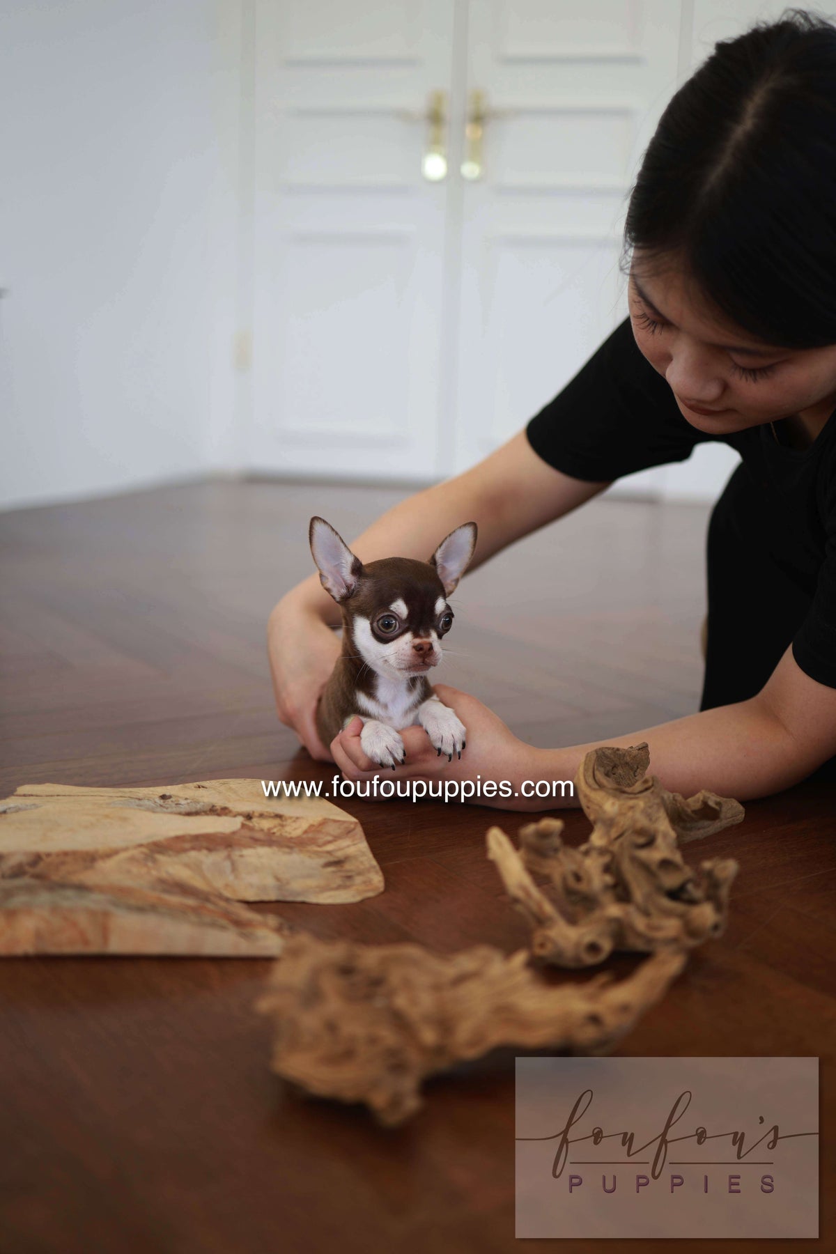 Twix - Chihuahua M.