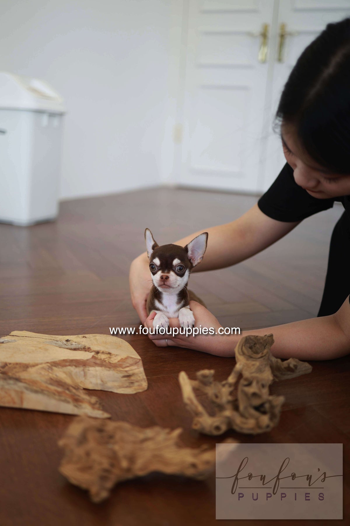 Twix - Chihuahua M.