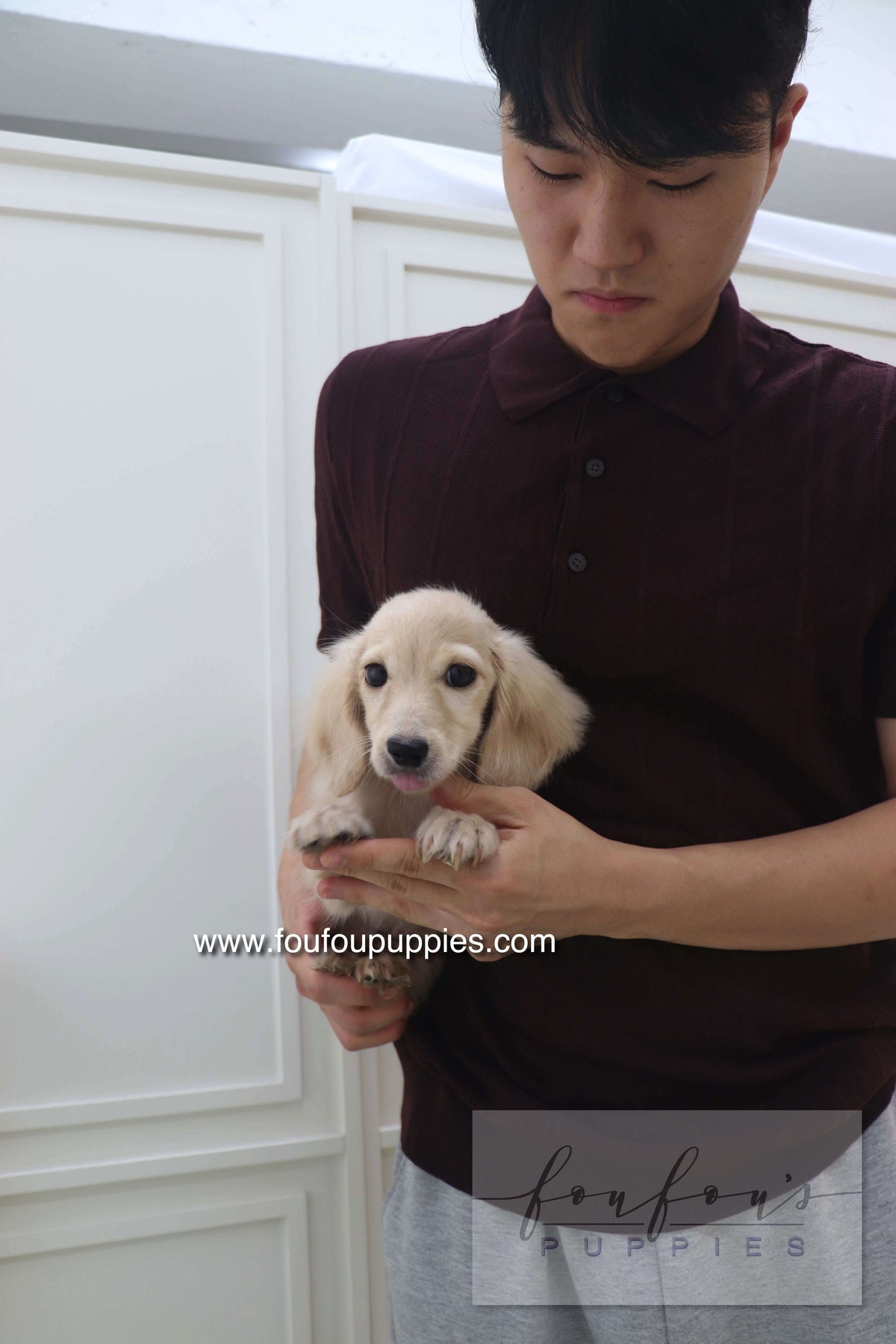 Daisy - Dachshund F.