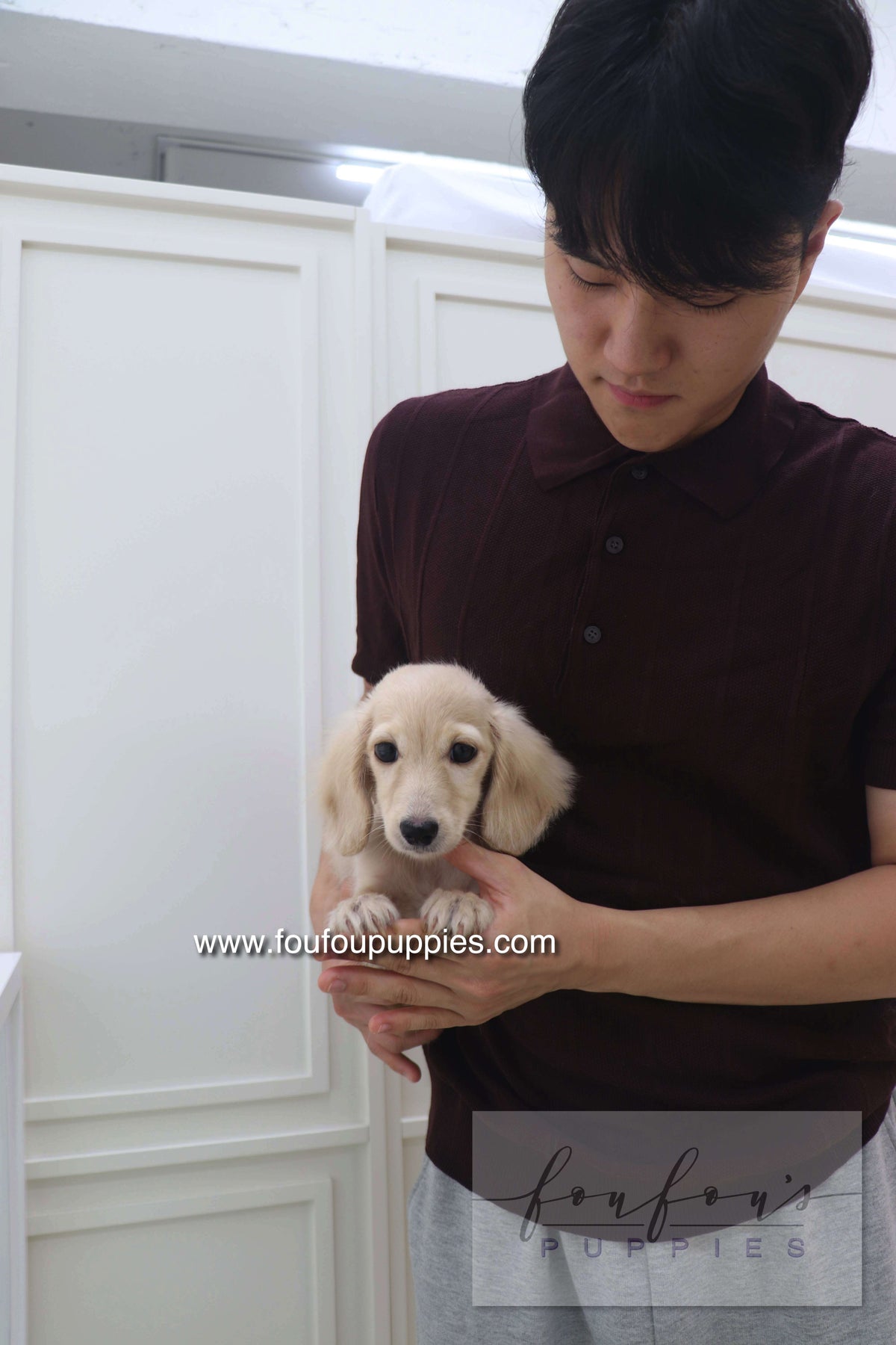 Daisy - Dachshund F.