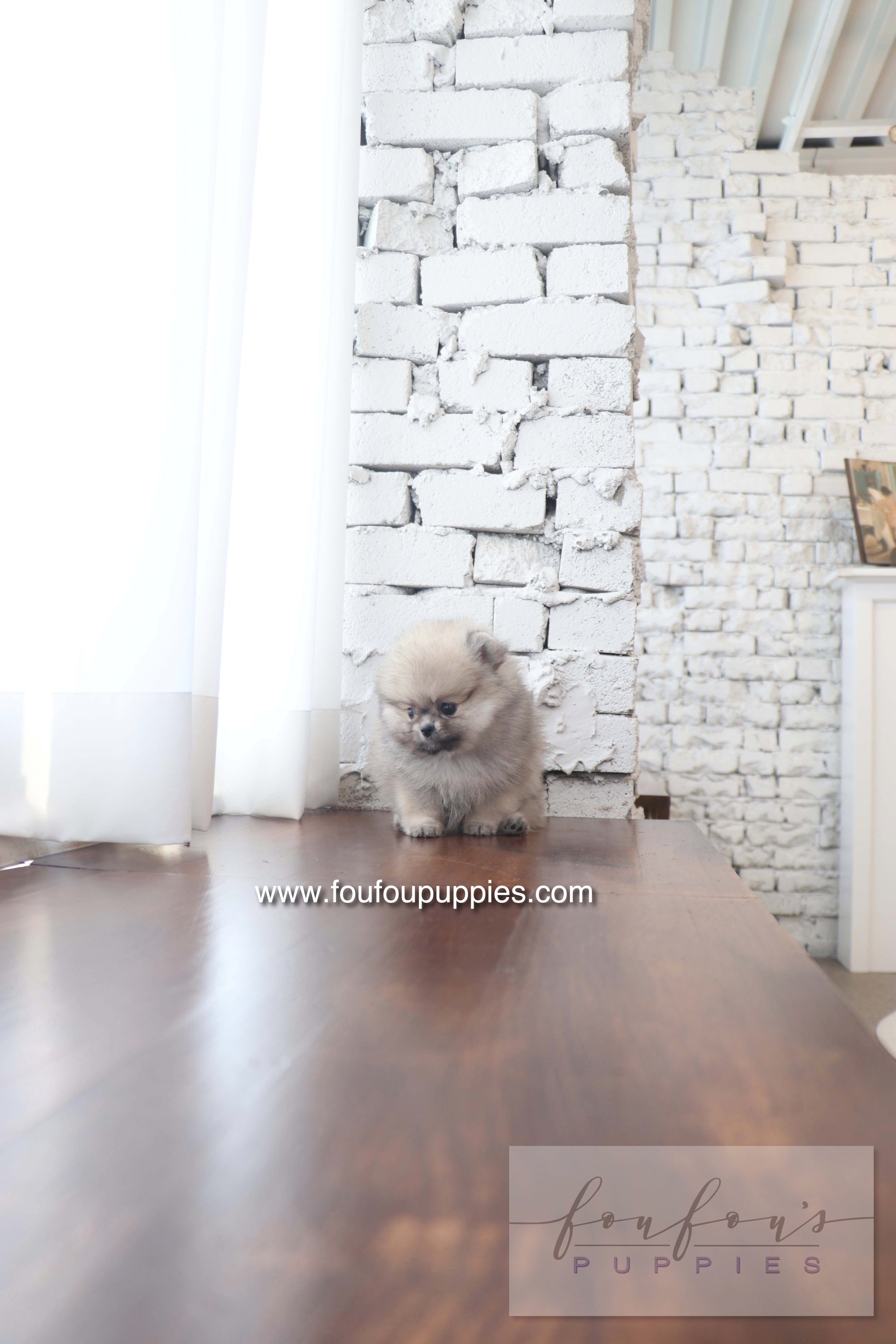 Maui - Pomeranian F.