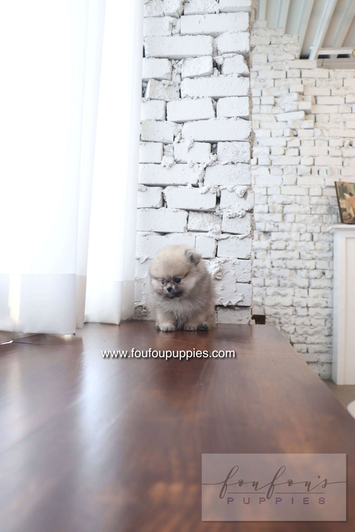 Maui - Pomeranian F.