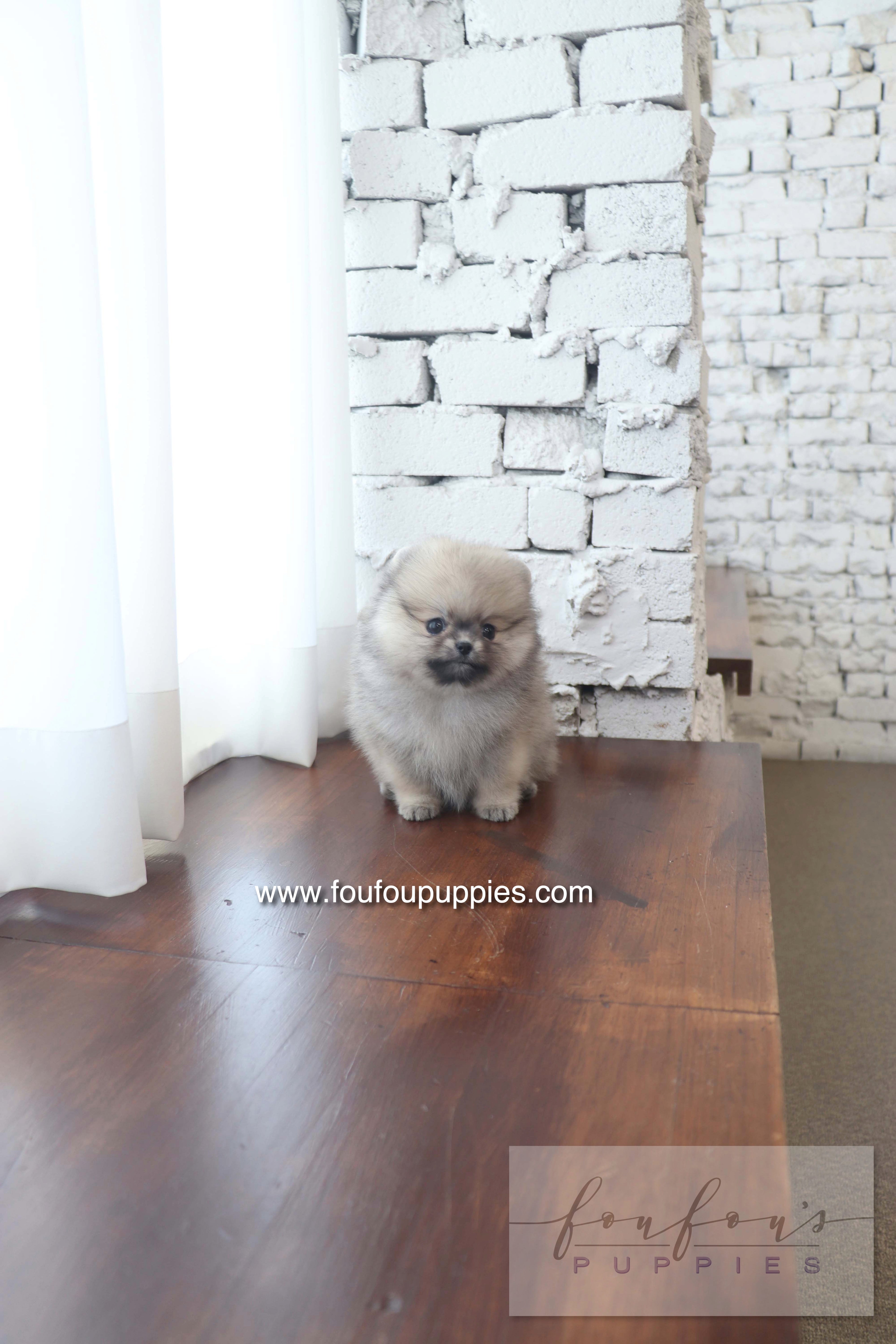 Maui - Pomeranian F.